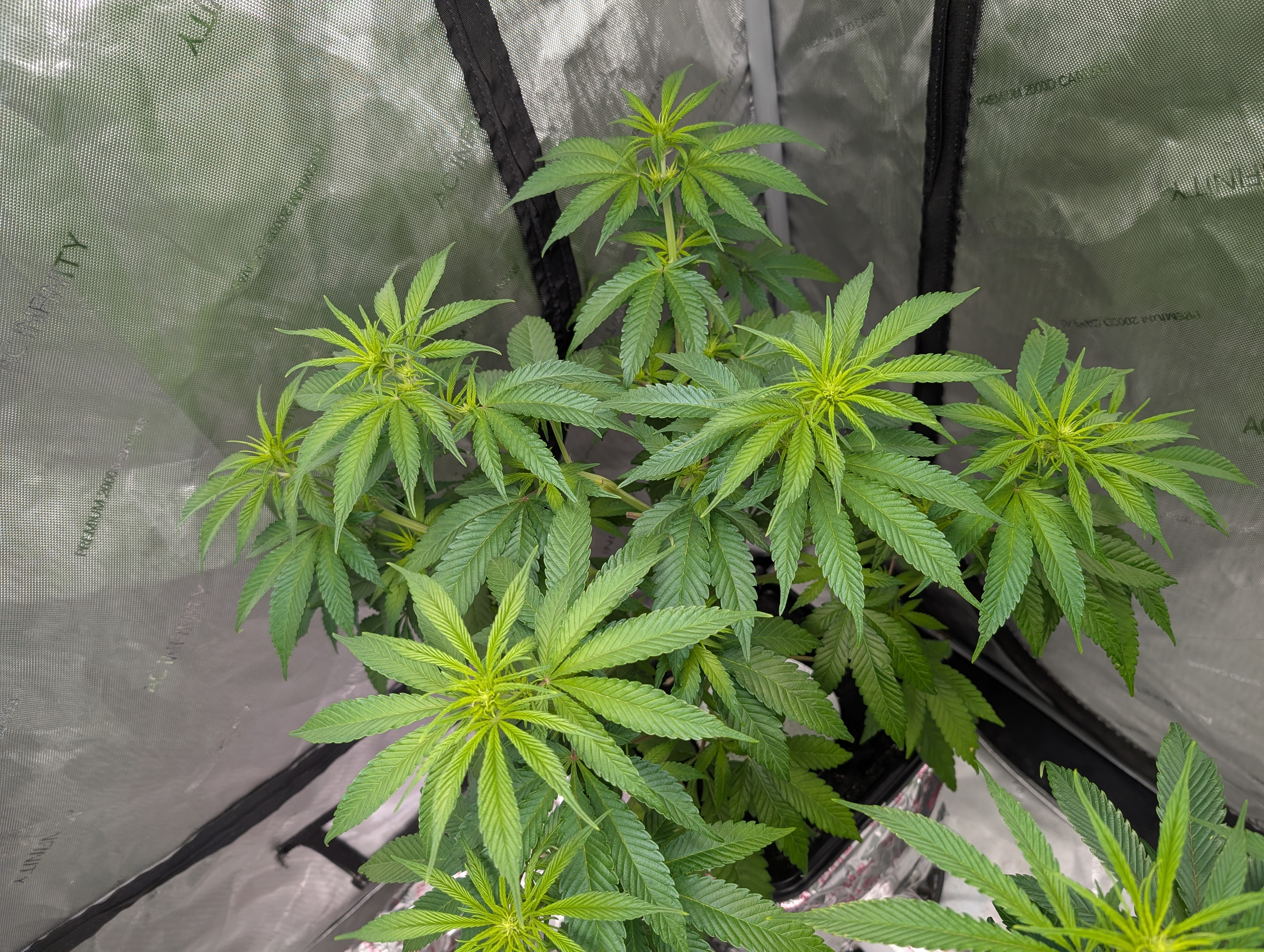 flipped to flower — flower, day 7