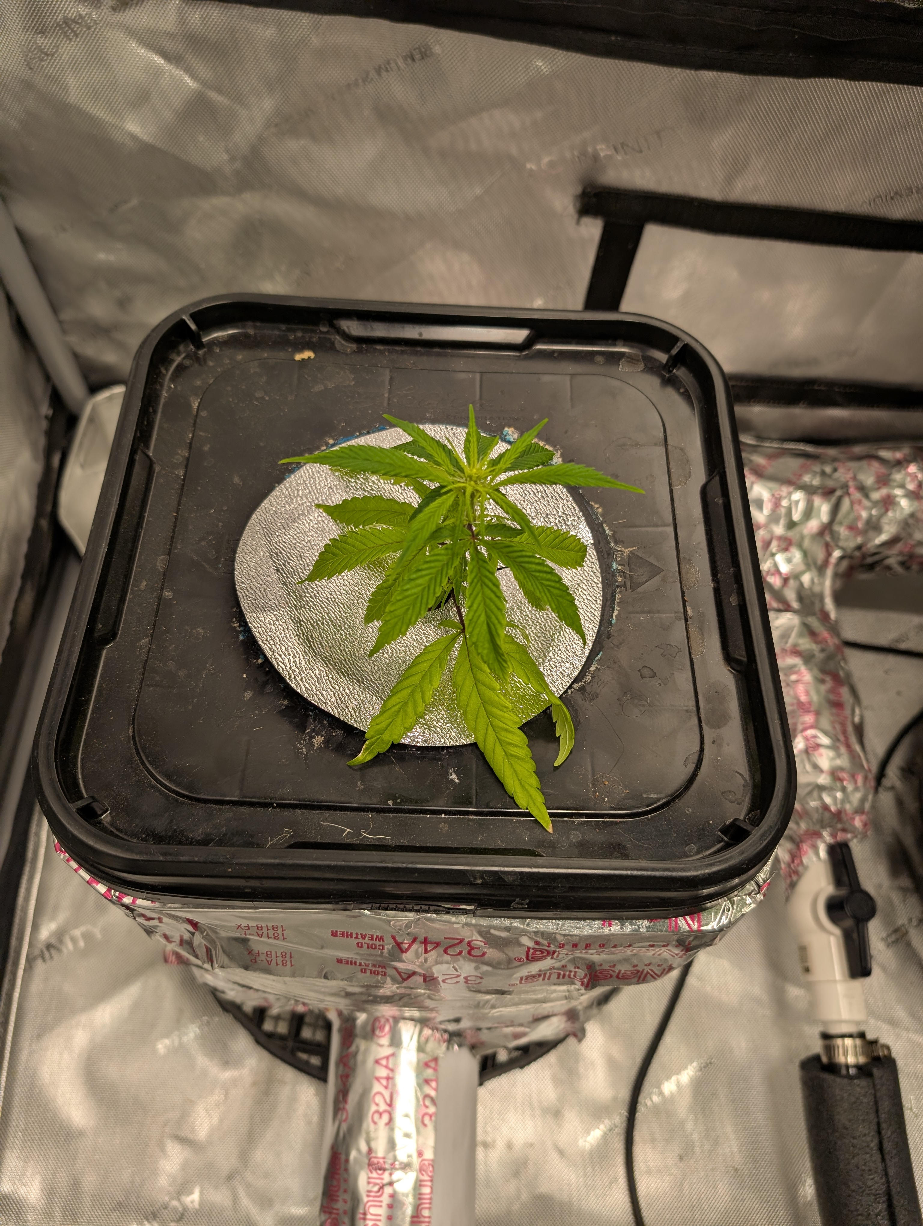 flipped to flower — flower, day 7