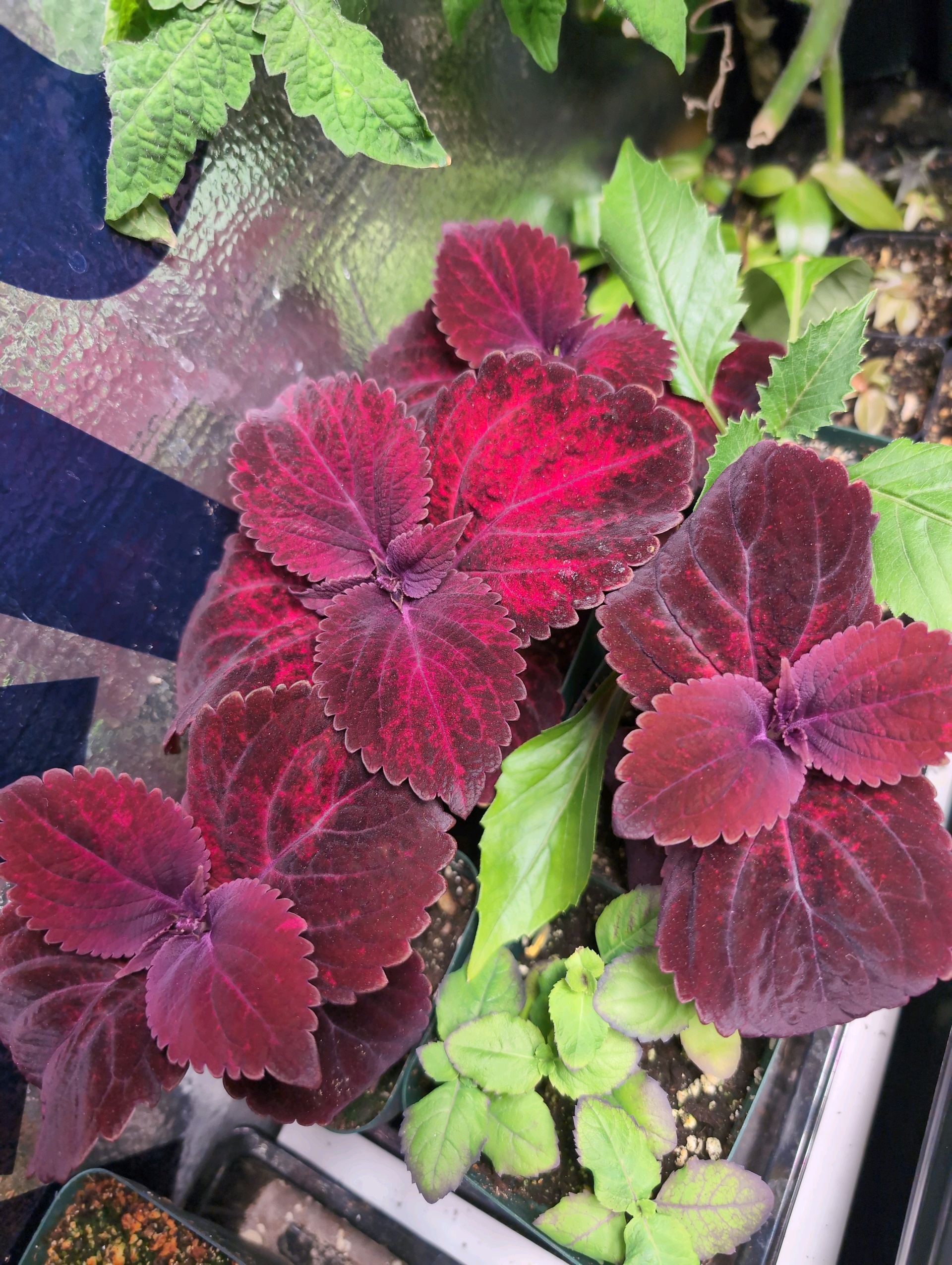 See what grows — vegetative, day 25