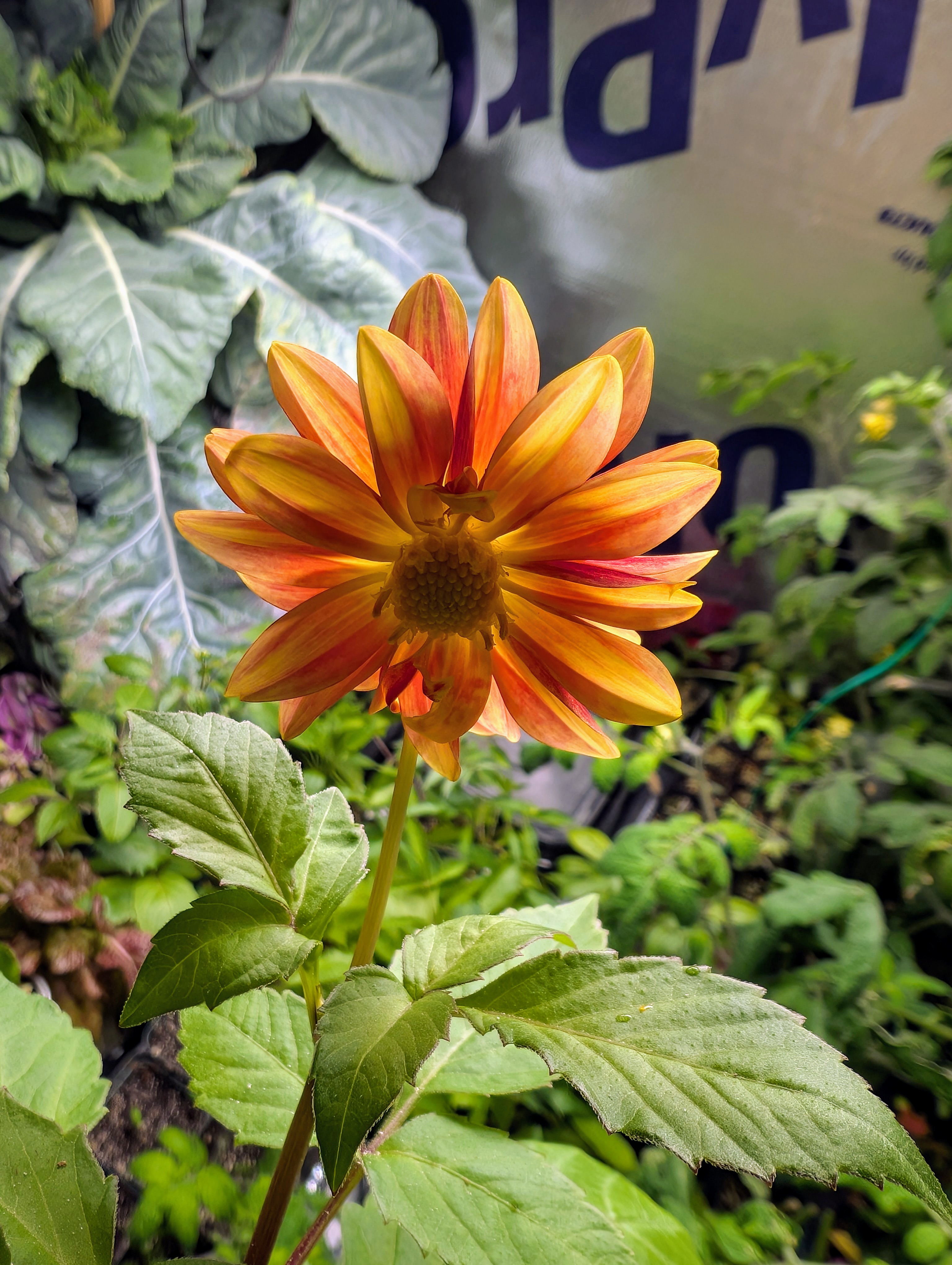 See what grows — vegetative, day 25