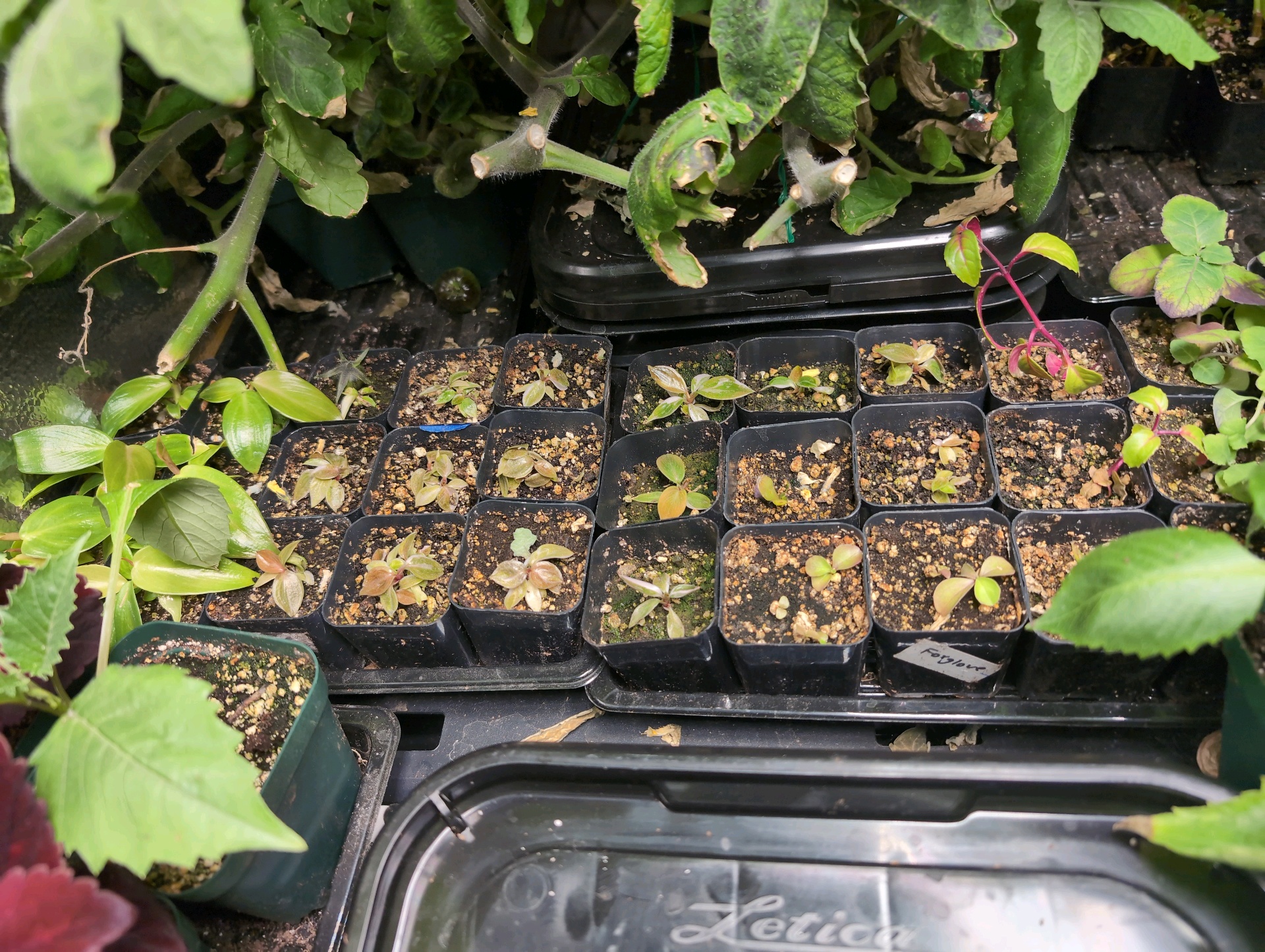 See what grows — vegetative, day 25