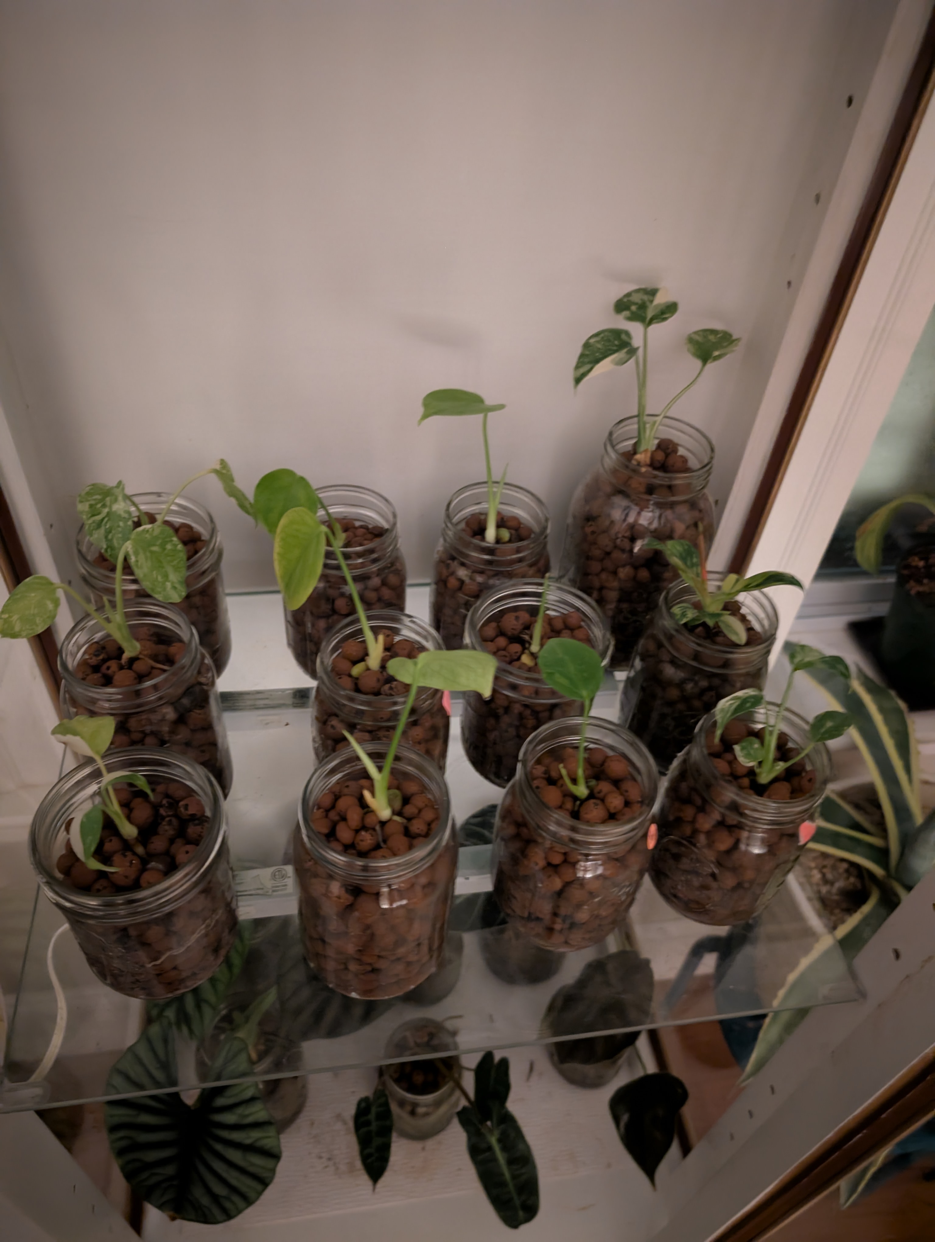 See what grows — vegetative, day 26
