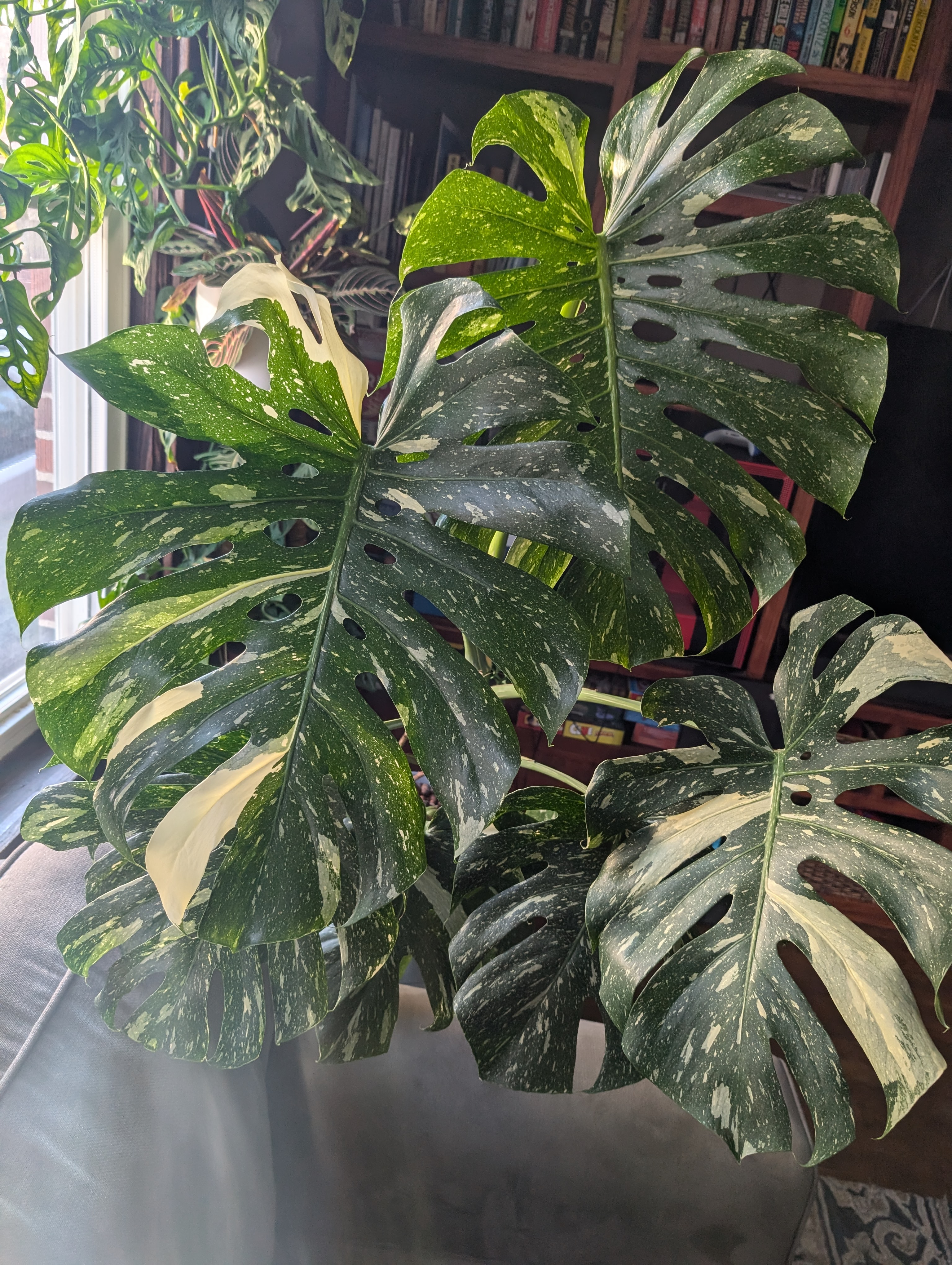 See what grows — vegetative, day 26