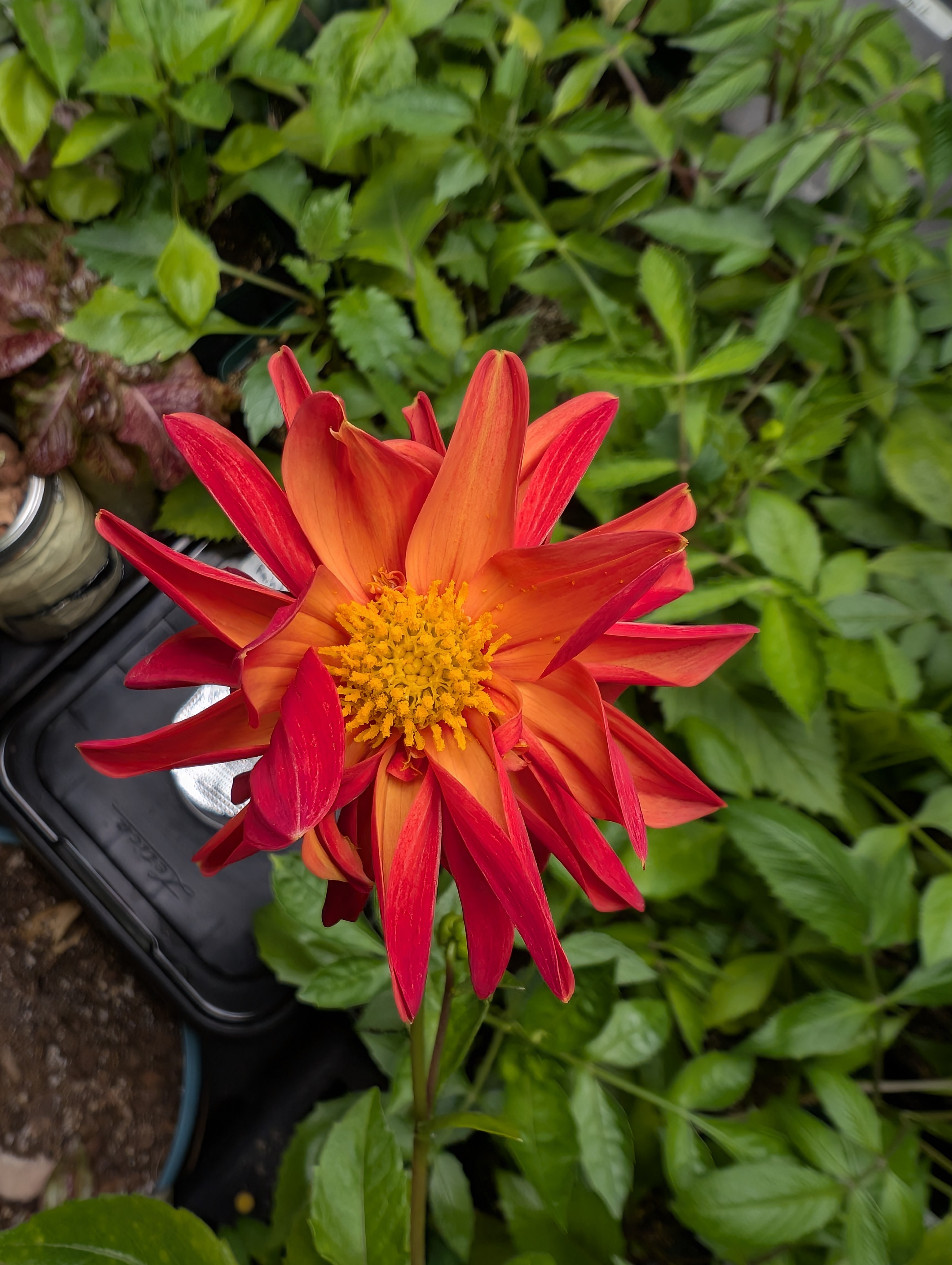 See what grows — vegetative, day 29