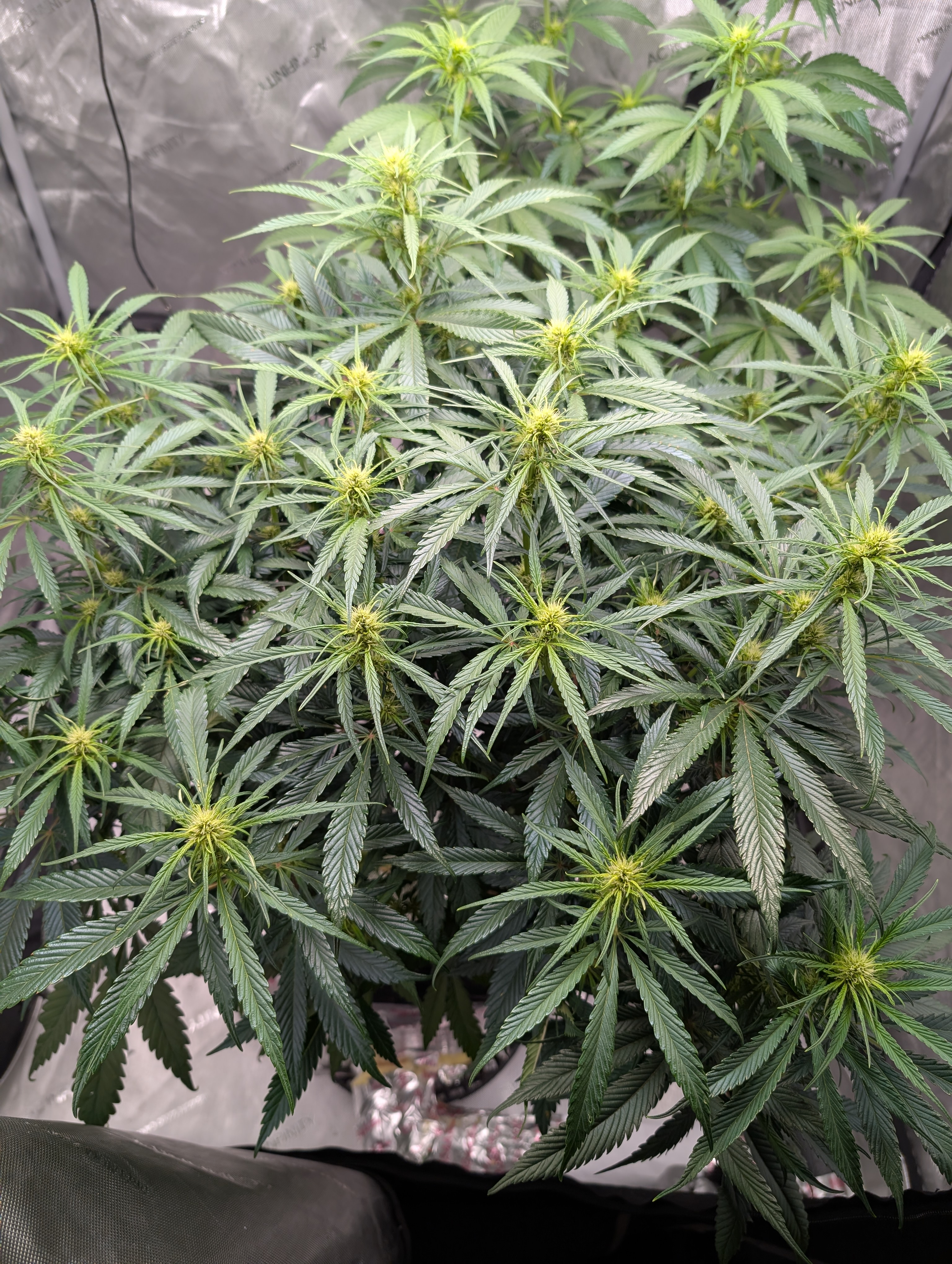 flipped to flower — flower, day 11