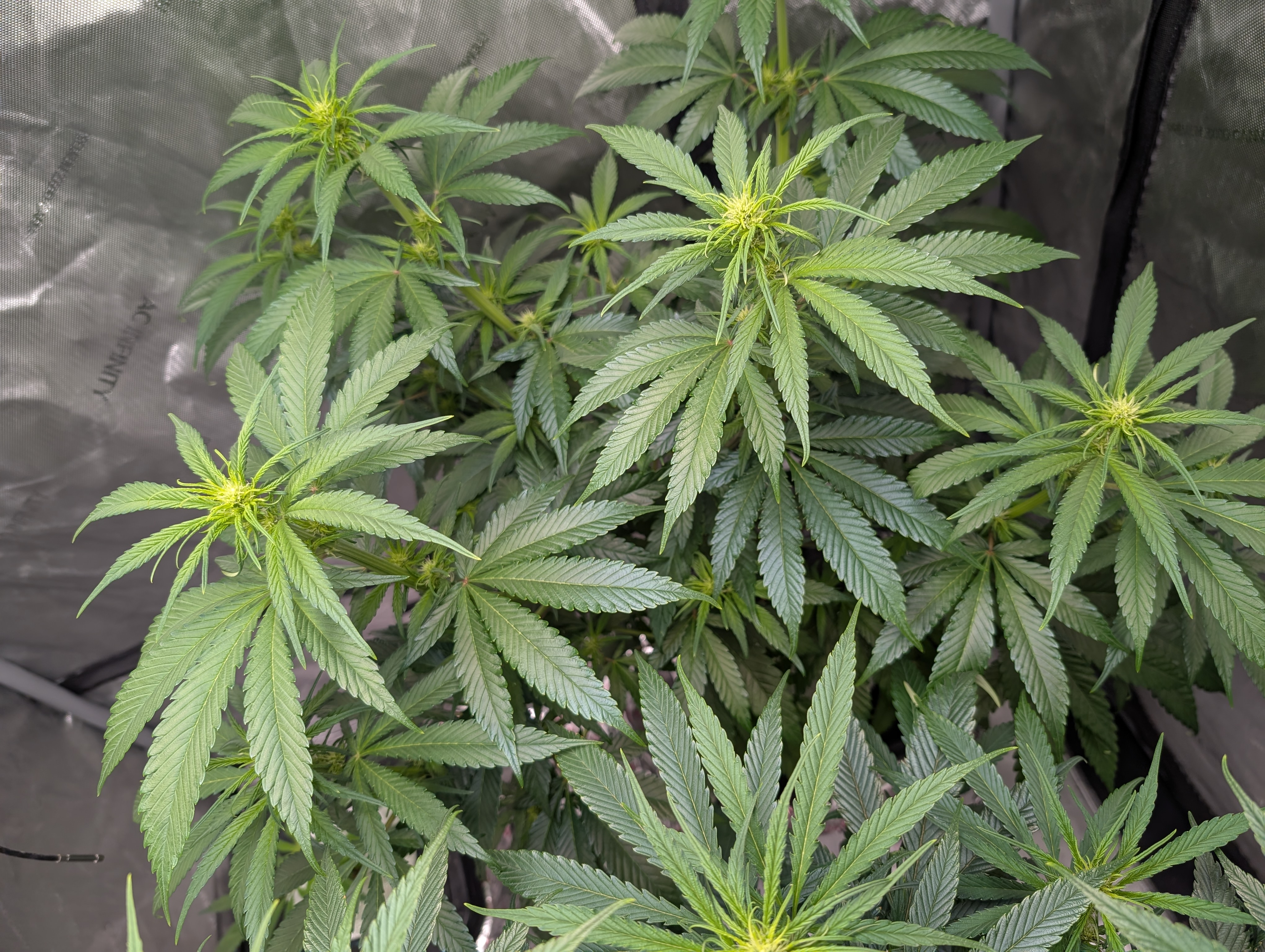 flipped to flower — flower, day 11