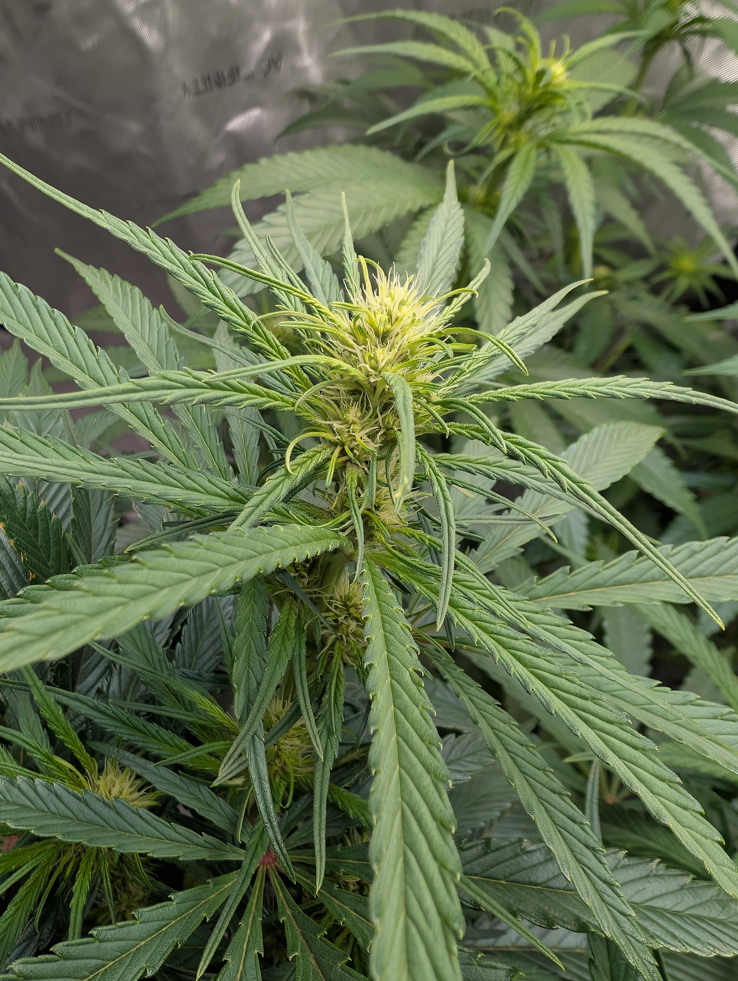 flipped to flower — flower, day 11