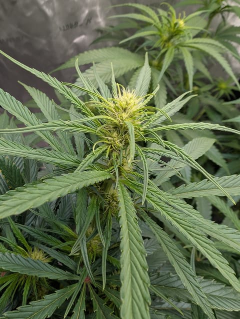 flipped to flower — flower, day 11