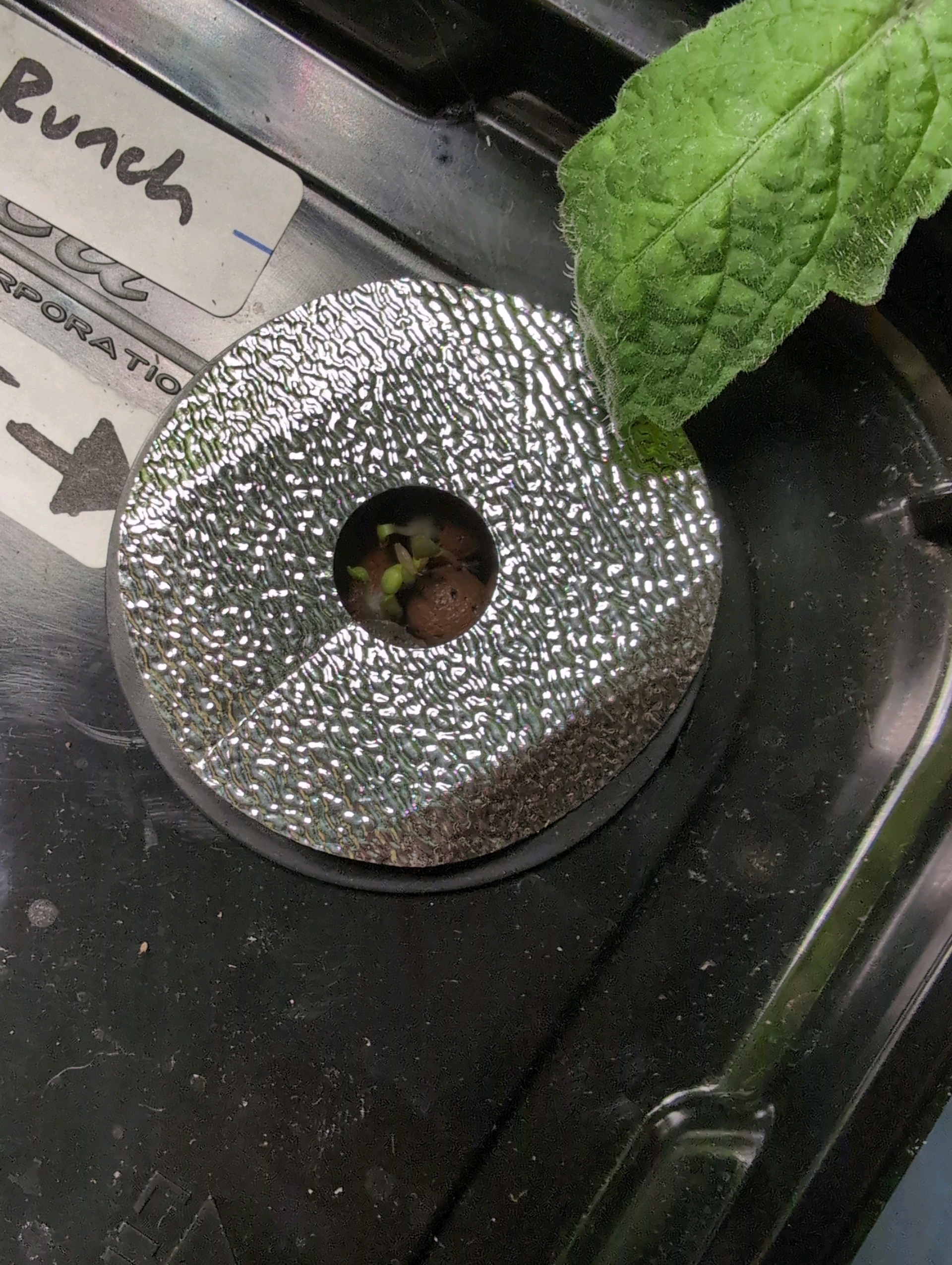 See what grows — vegetative, day 29