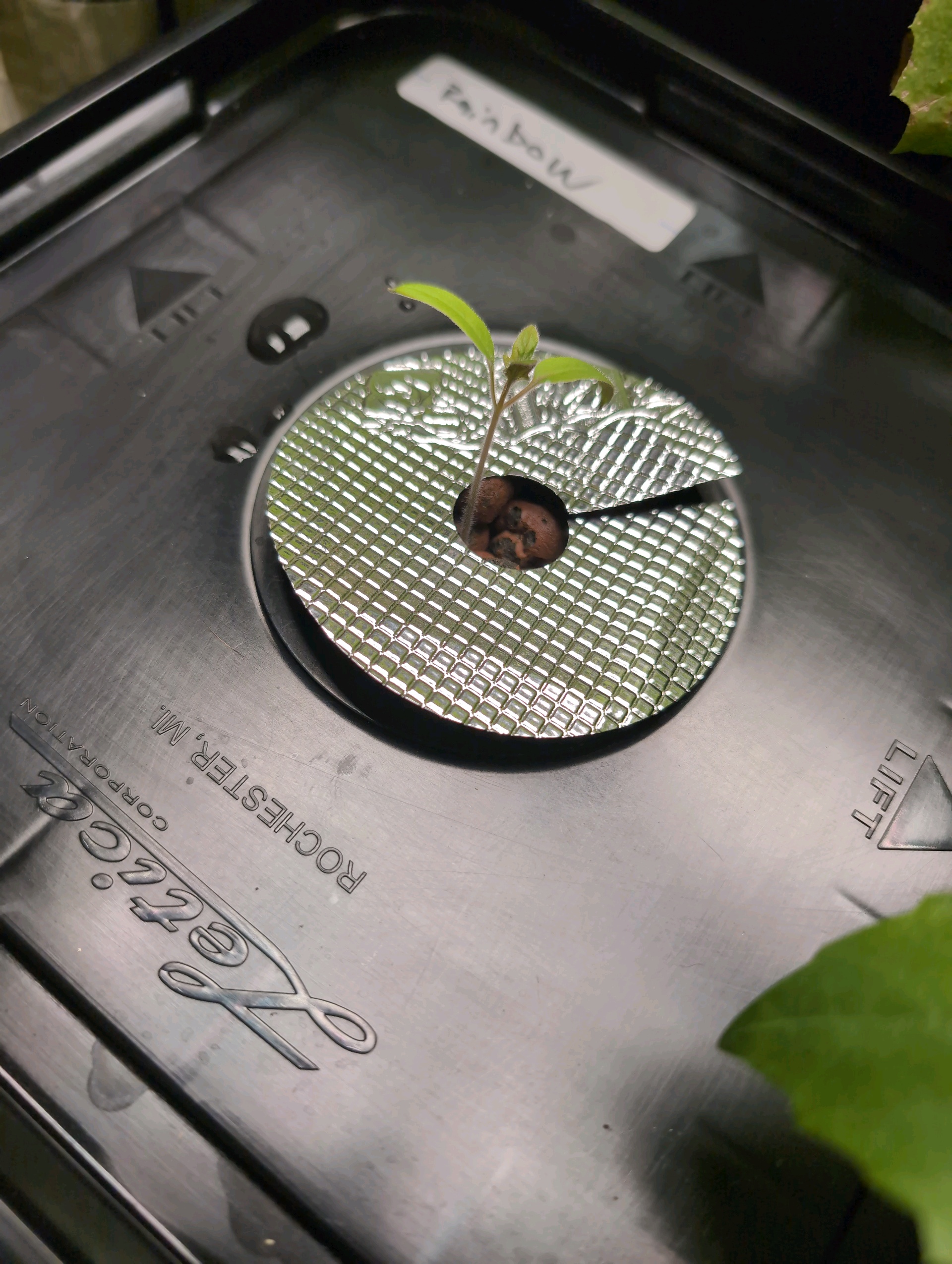 See what grows — vegetative, day 29