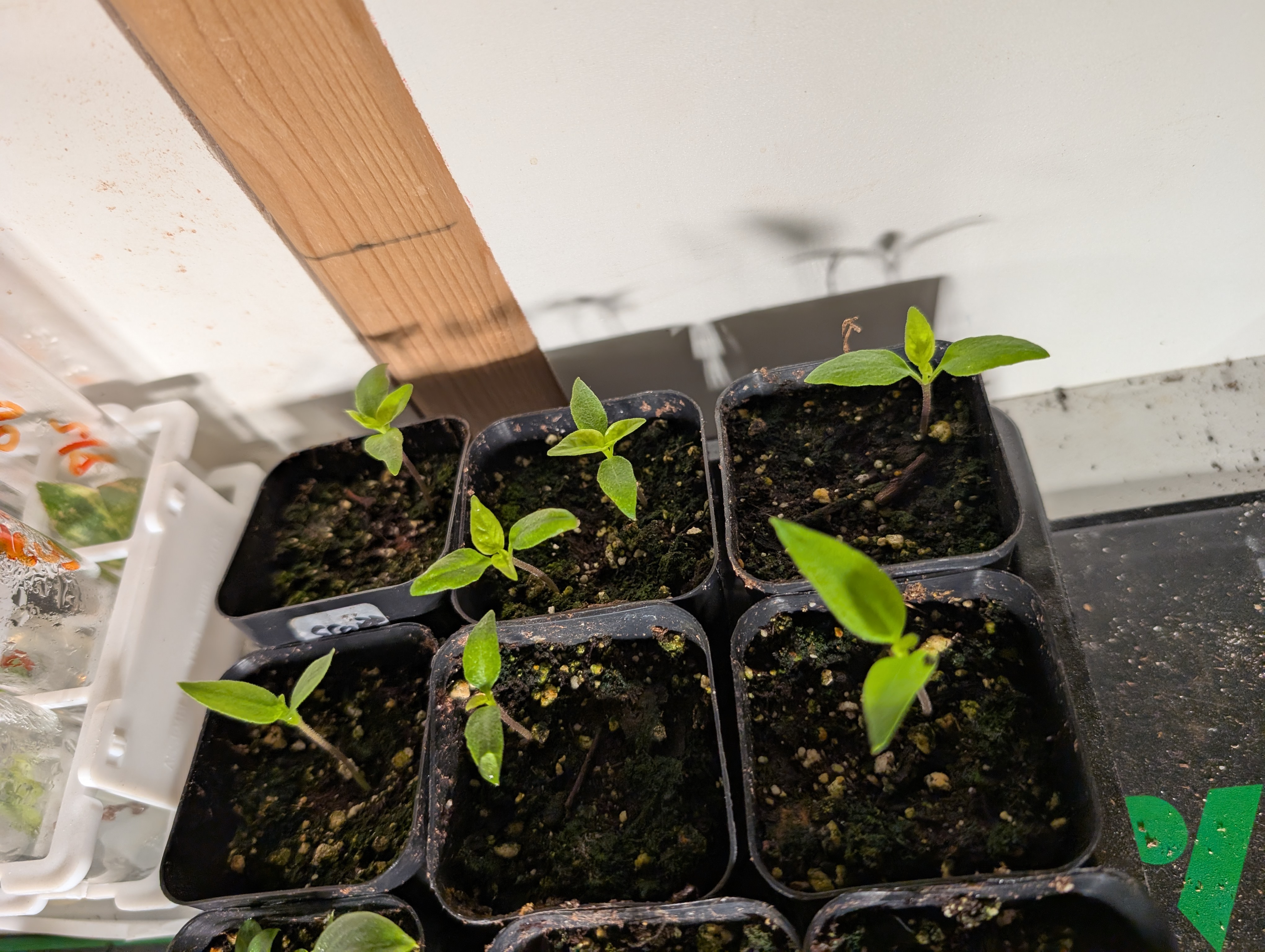 See what grows — vegetative, day 31