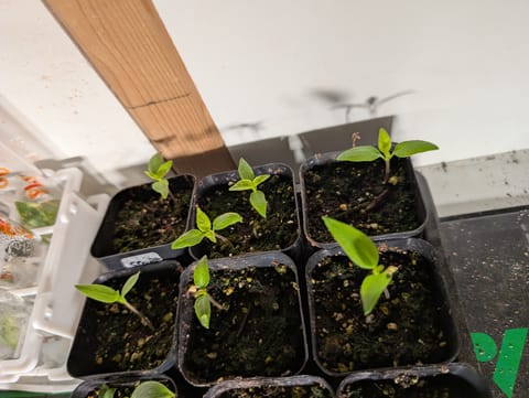 See what grows — vegetative, day 31