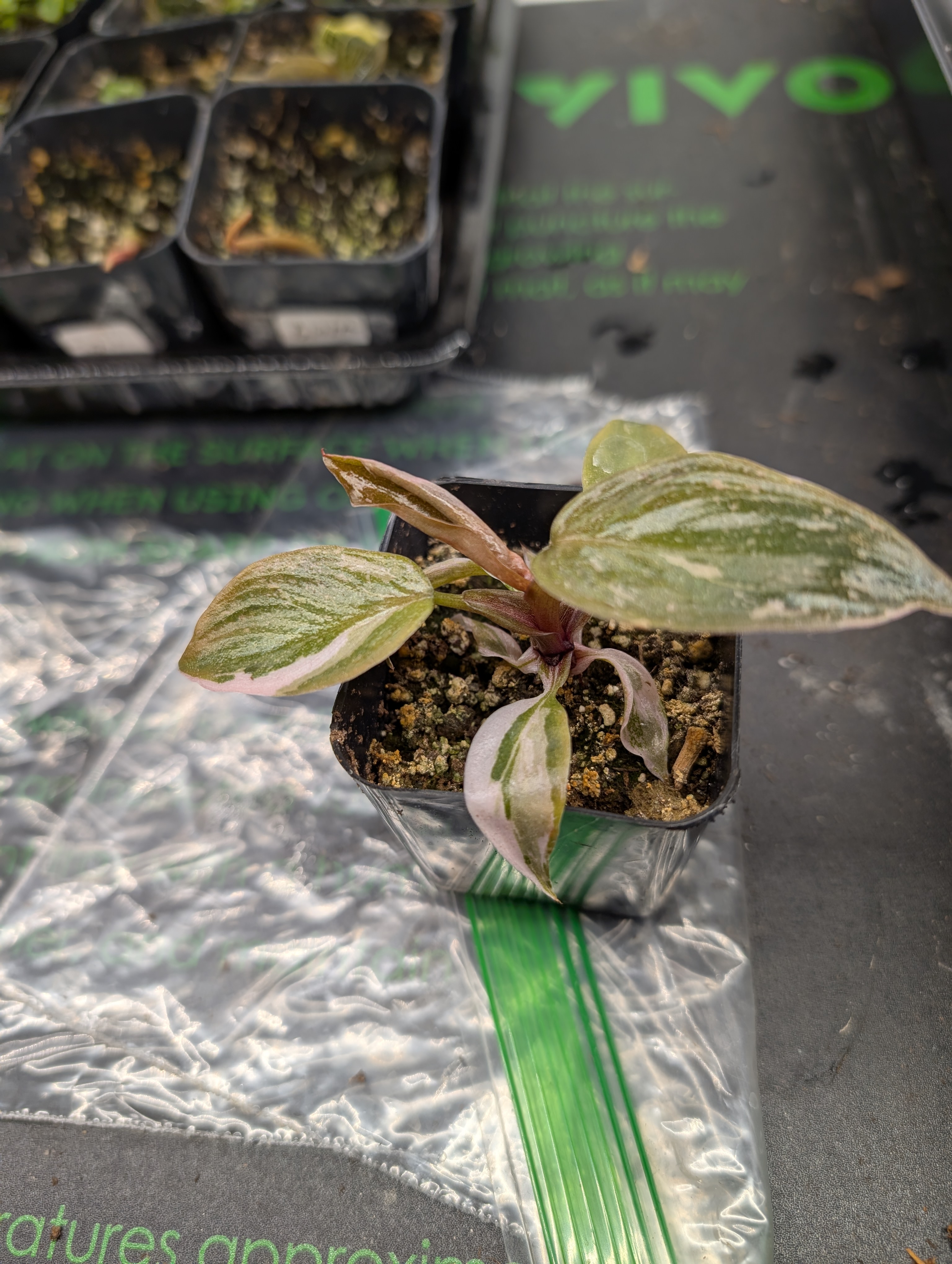 See what grows — vegetative, day 31