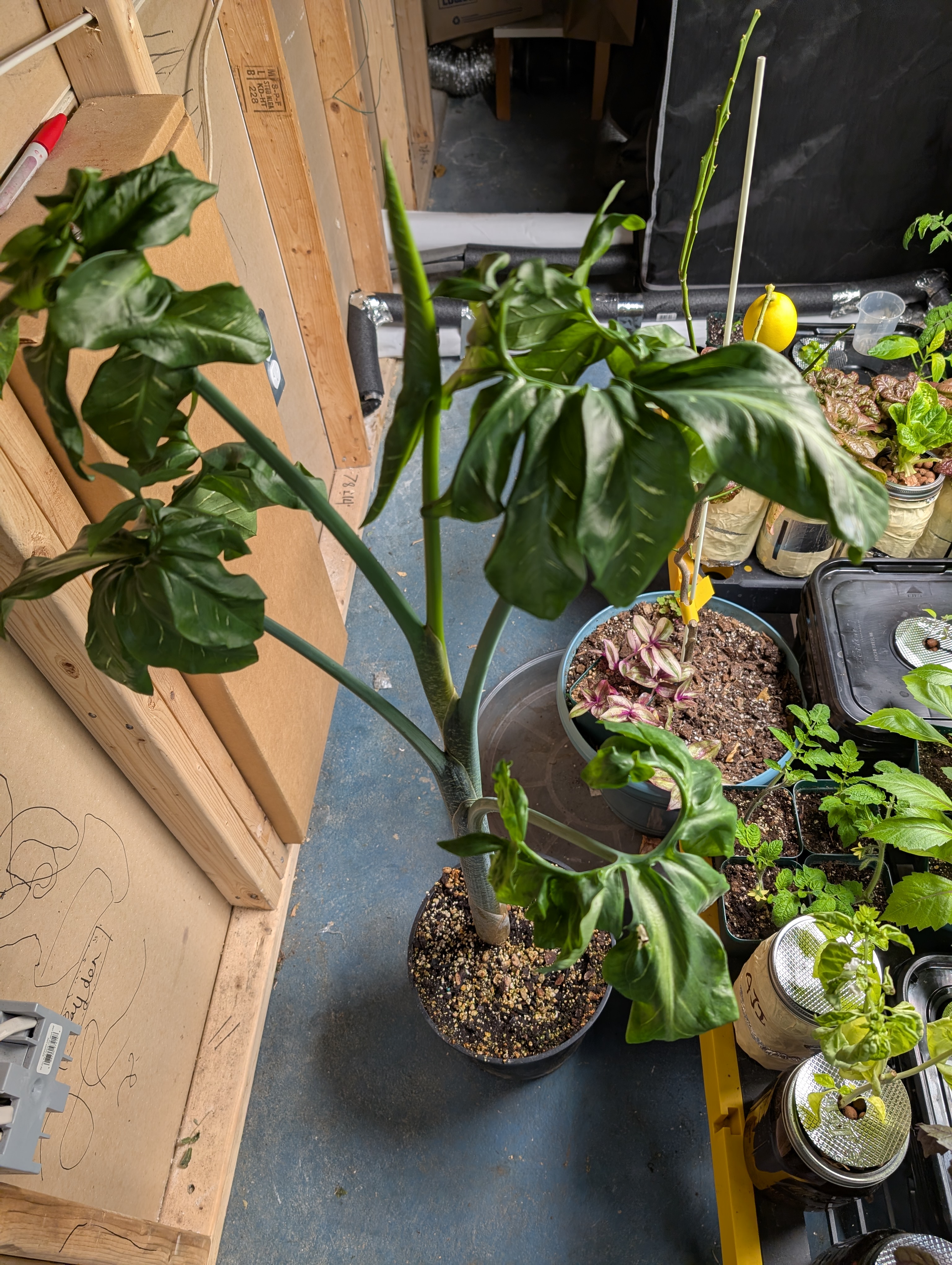 See what grows — vegetative, day 31