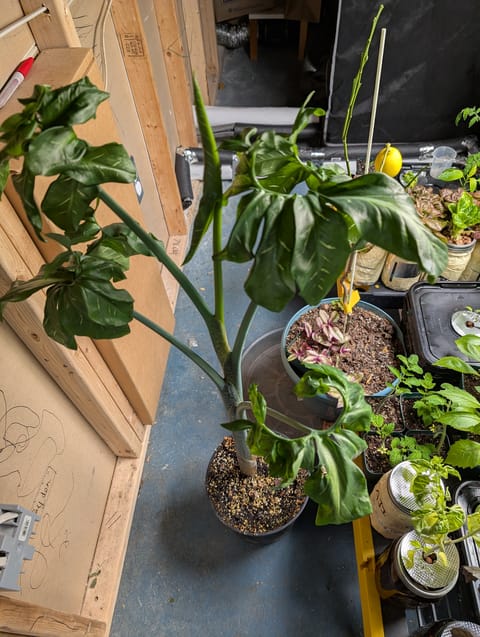 See what grows — vegetative, day 31