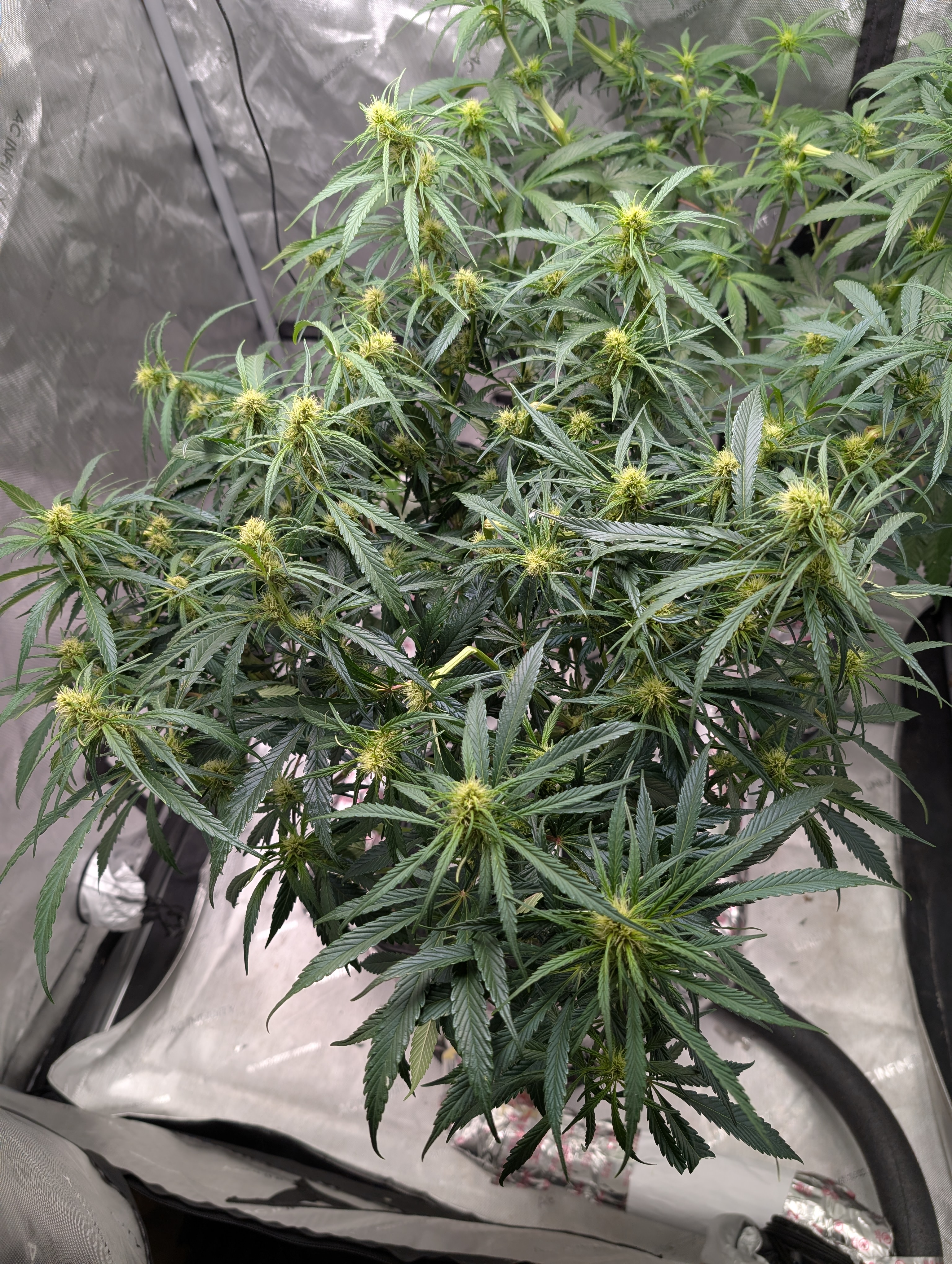 flipped to flower — flower, day 13