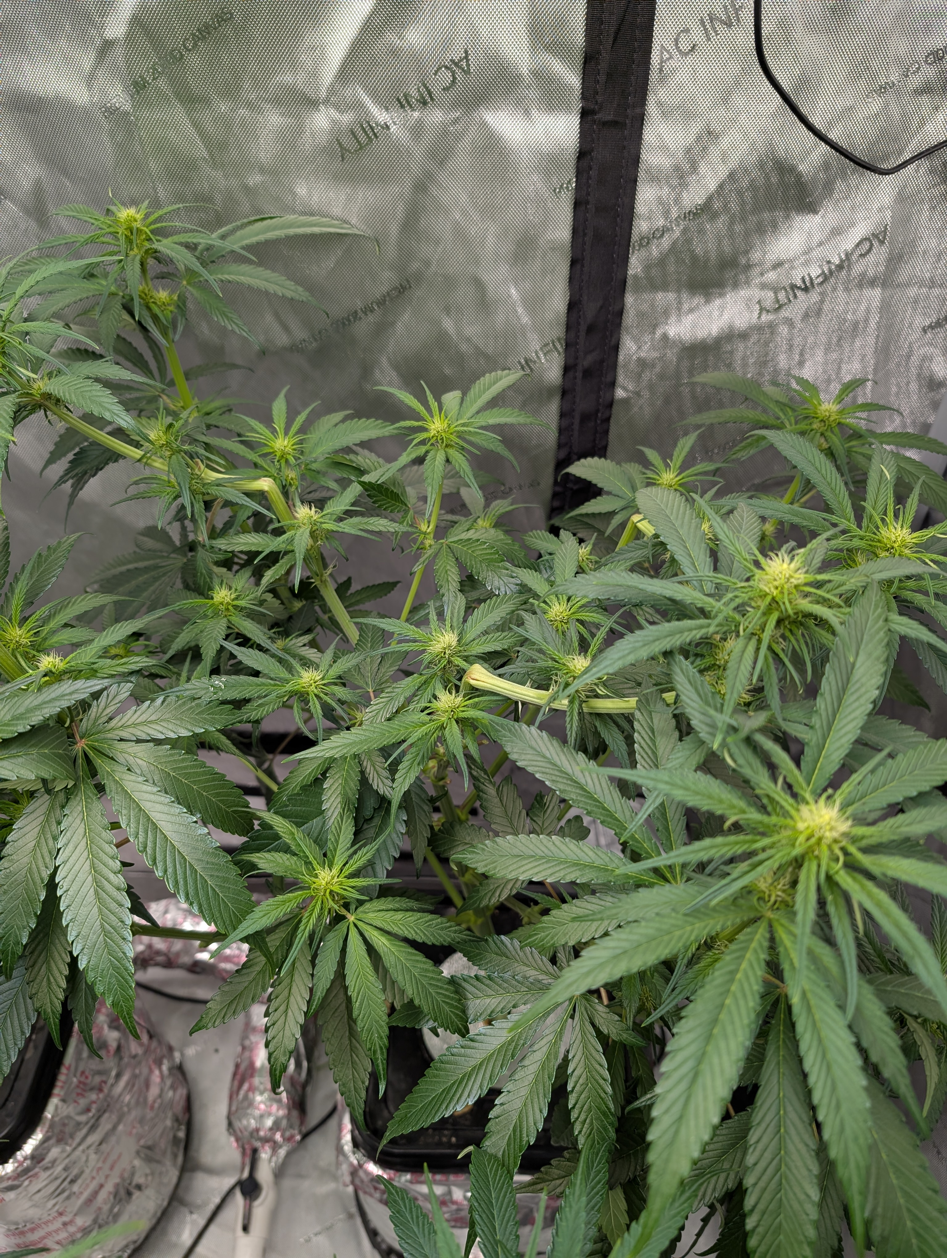 flipped to flower — flower, day 13