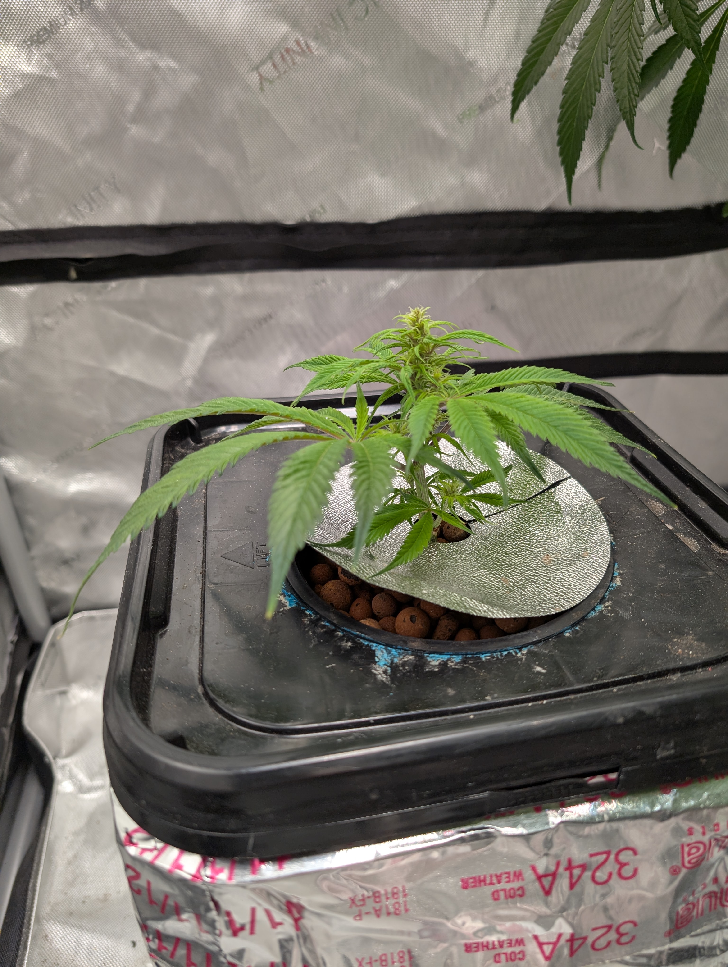 flipped to flower — flower, day 13