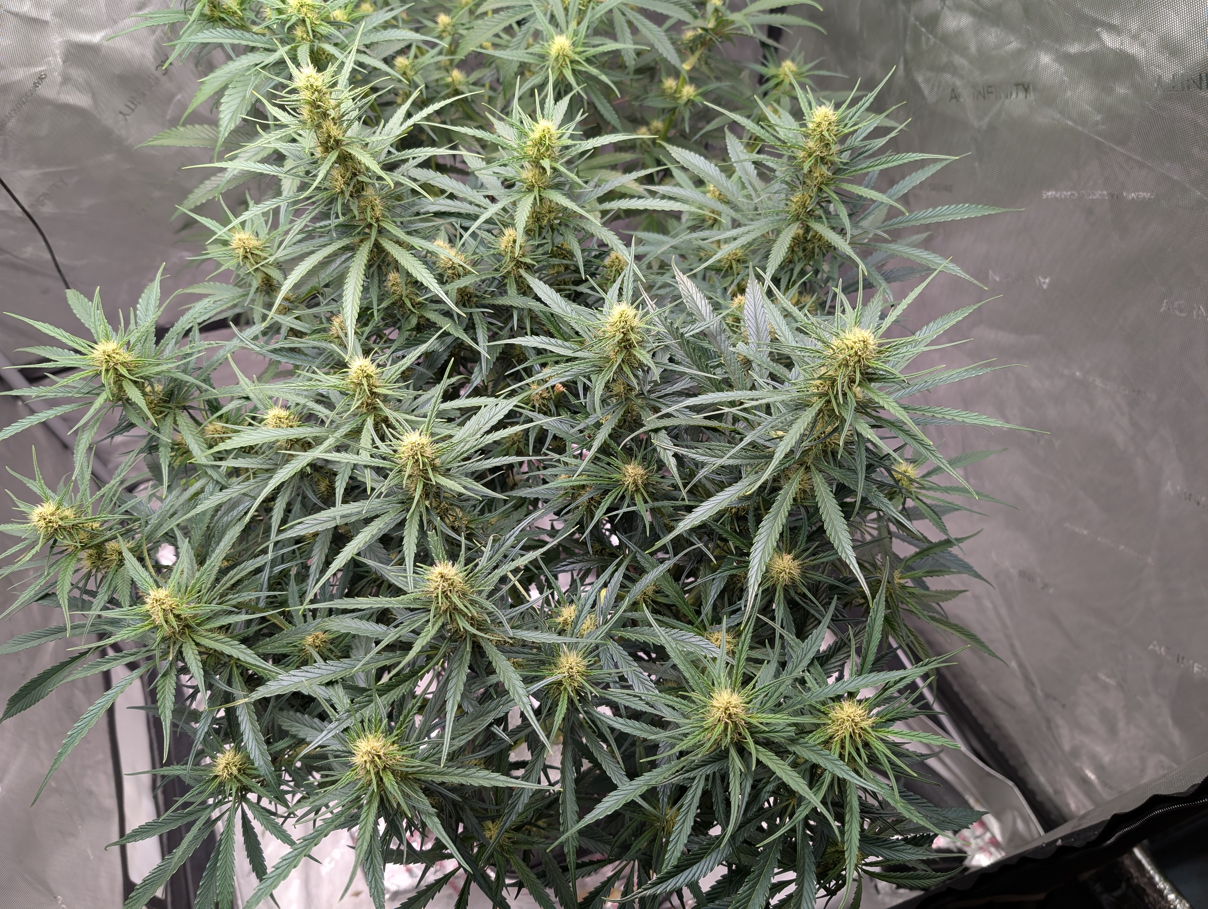 flipped to flower — flower, day 17