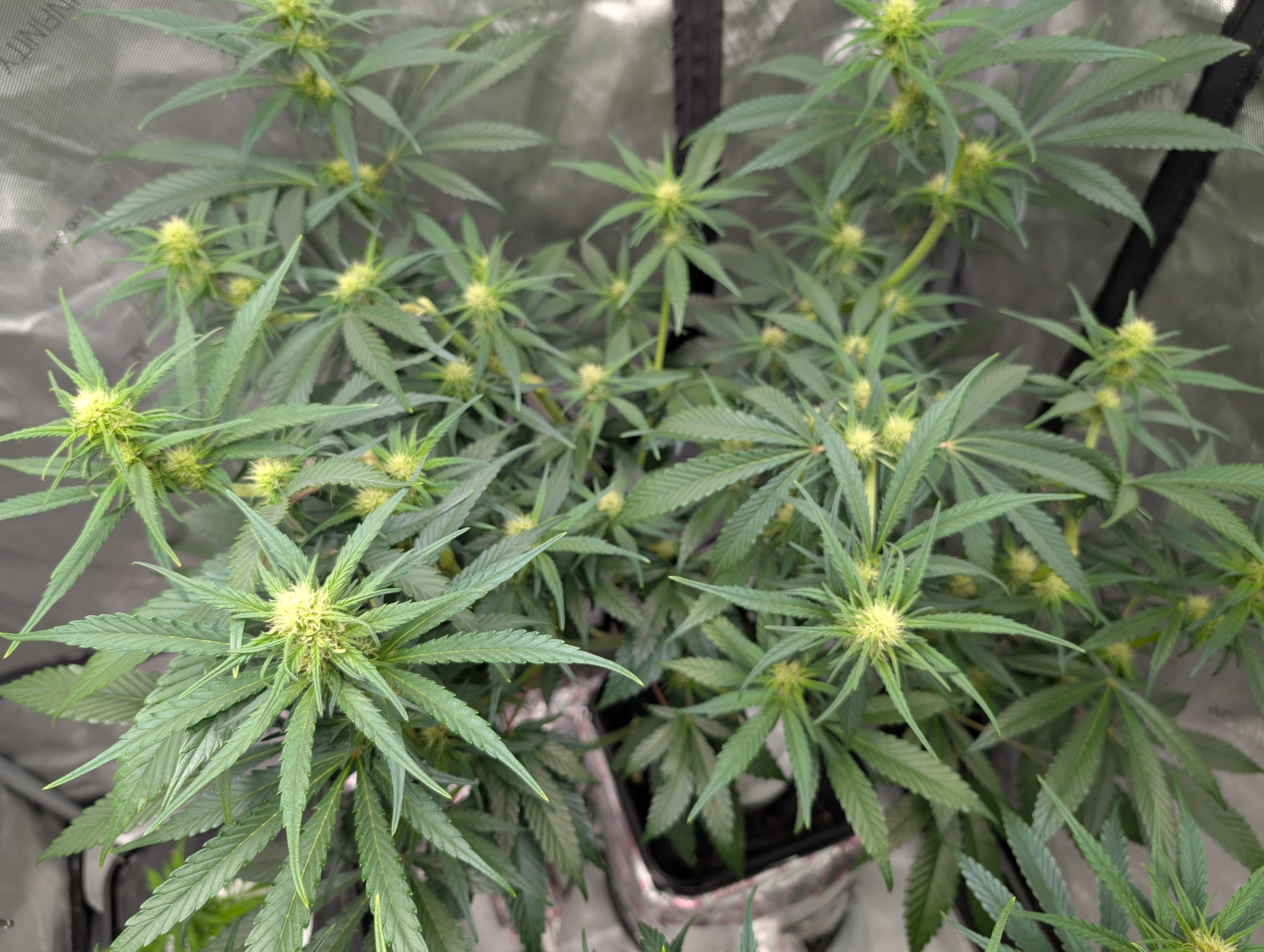 flipped to flower — flower, day 17