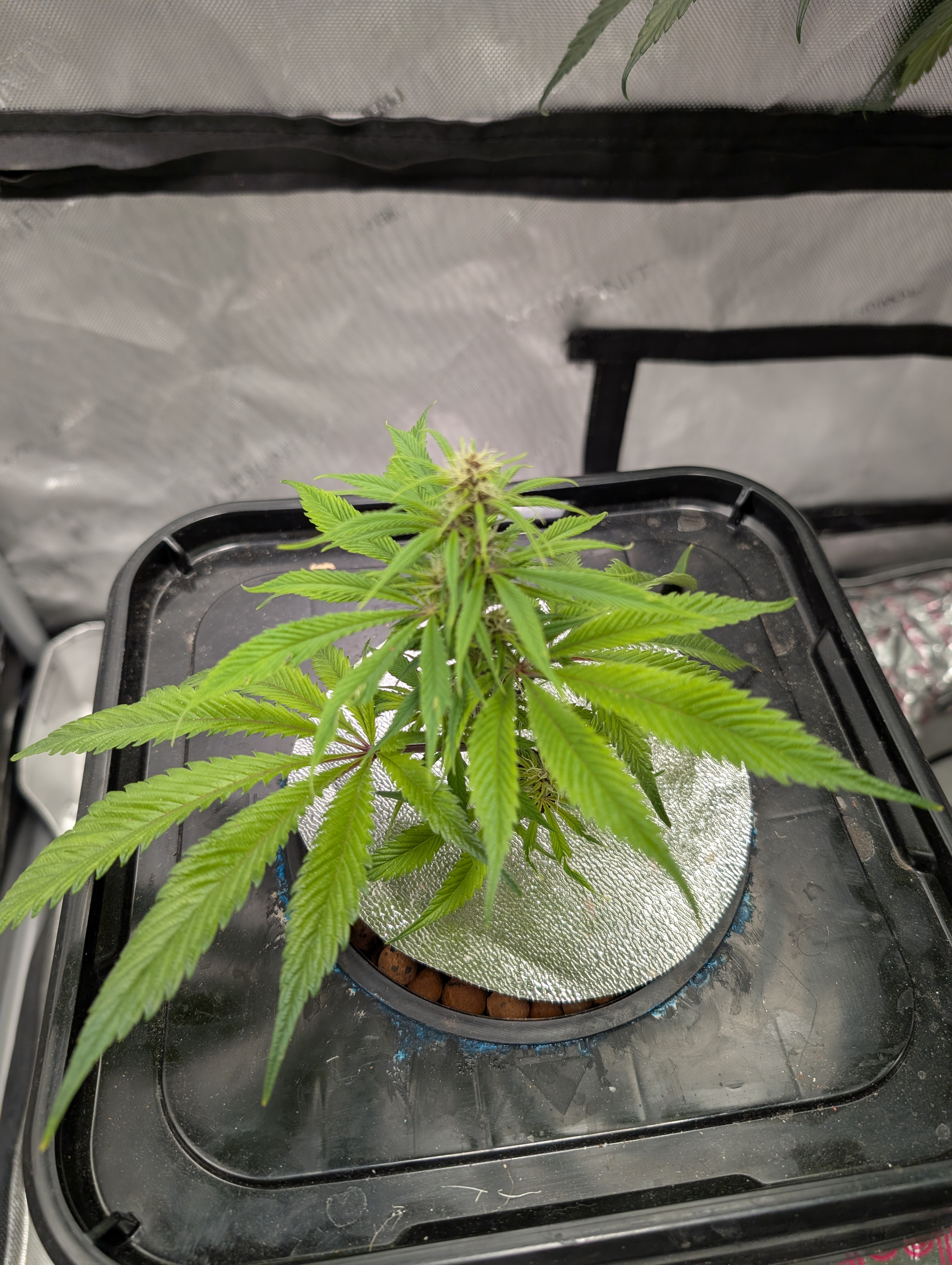 flipped to flower — flower, day 17