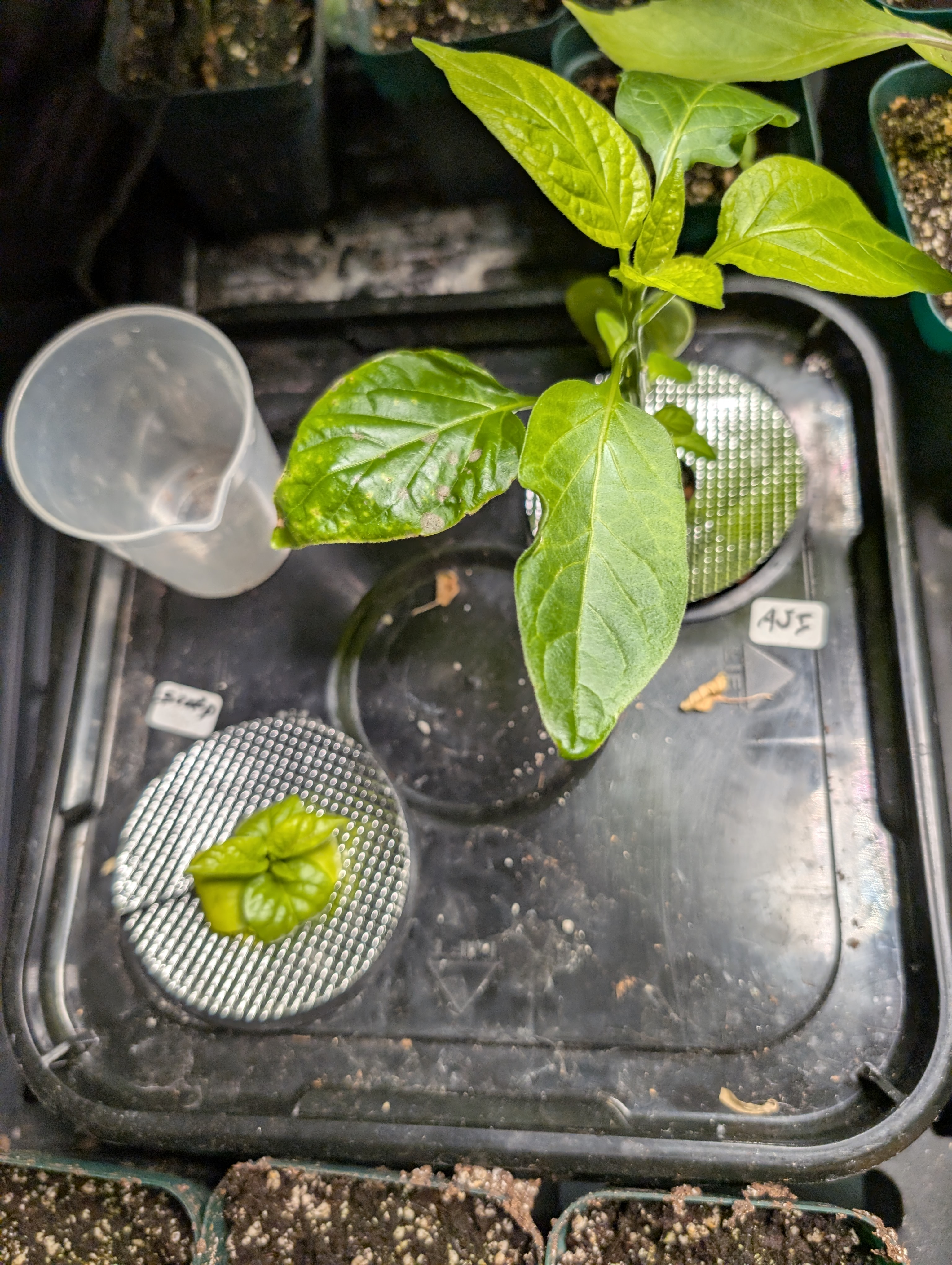 See what grows — vegetative, day 35