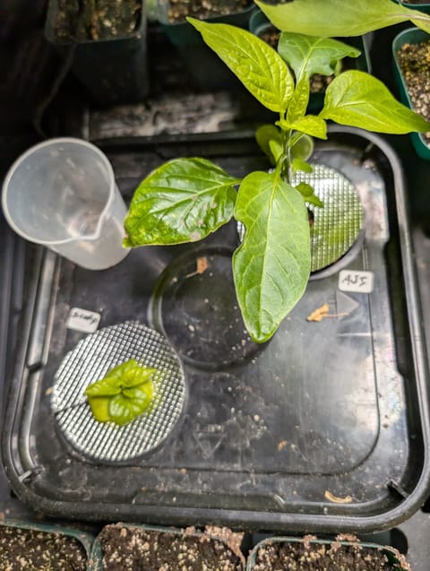 See what grows — vegetative, day 35