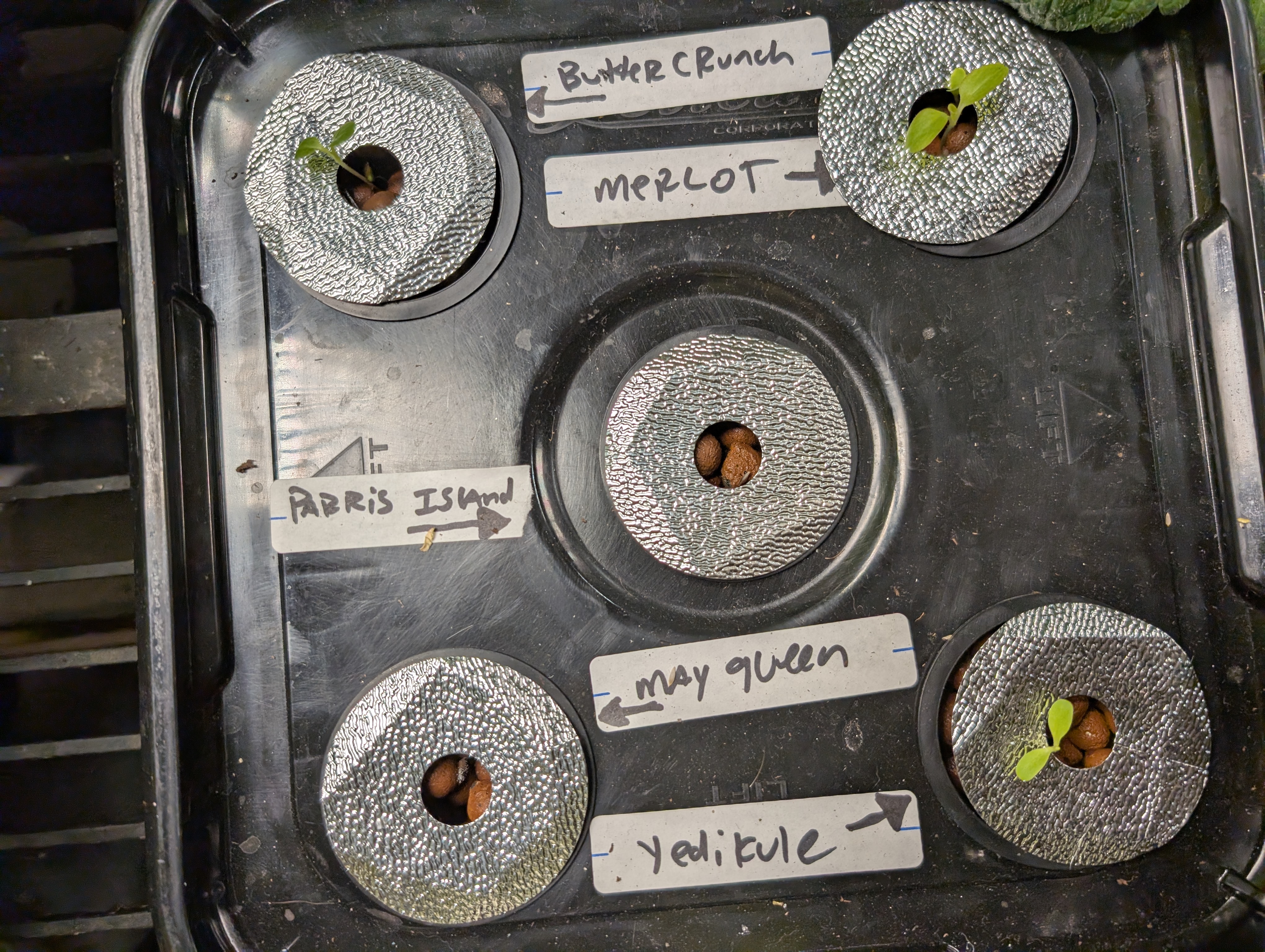 See what grows — vegetative, day 35