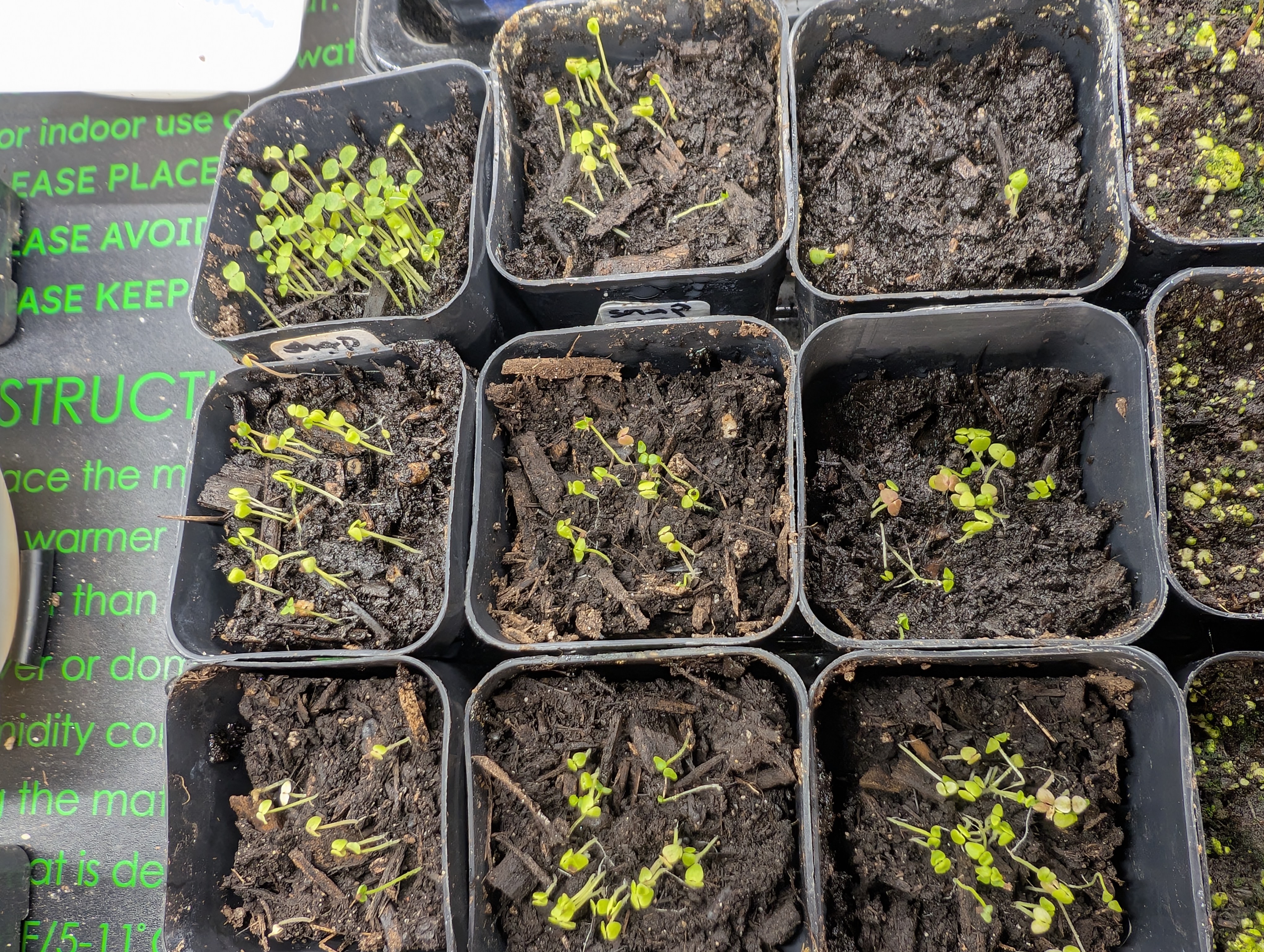 See what grows — vegetative, day 35