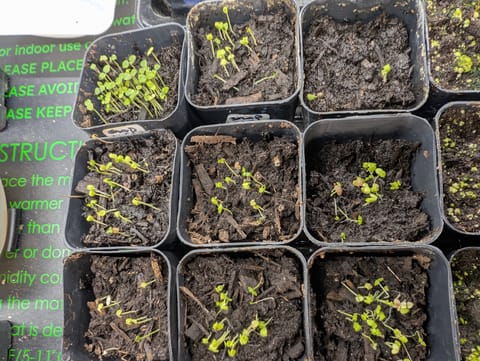 See what grows — vegetative, day 35