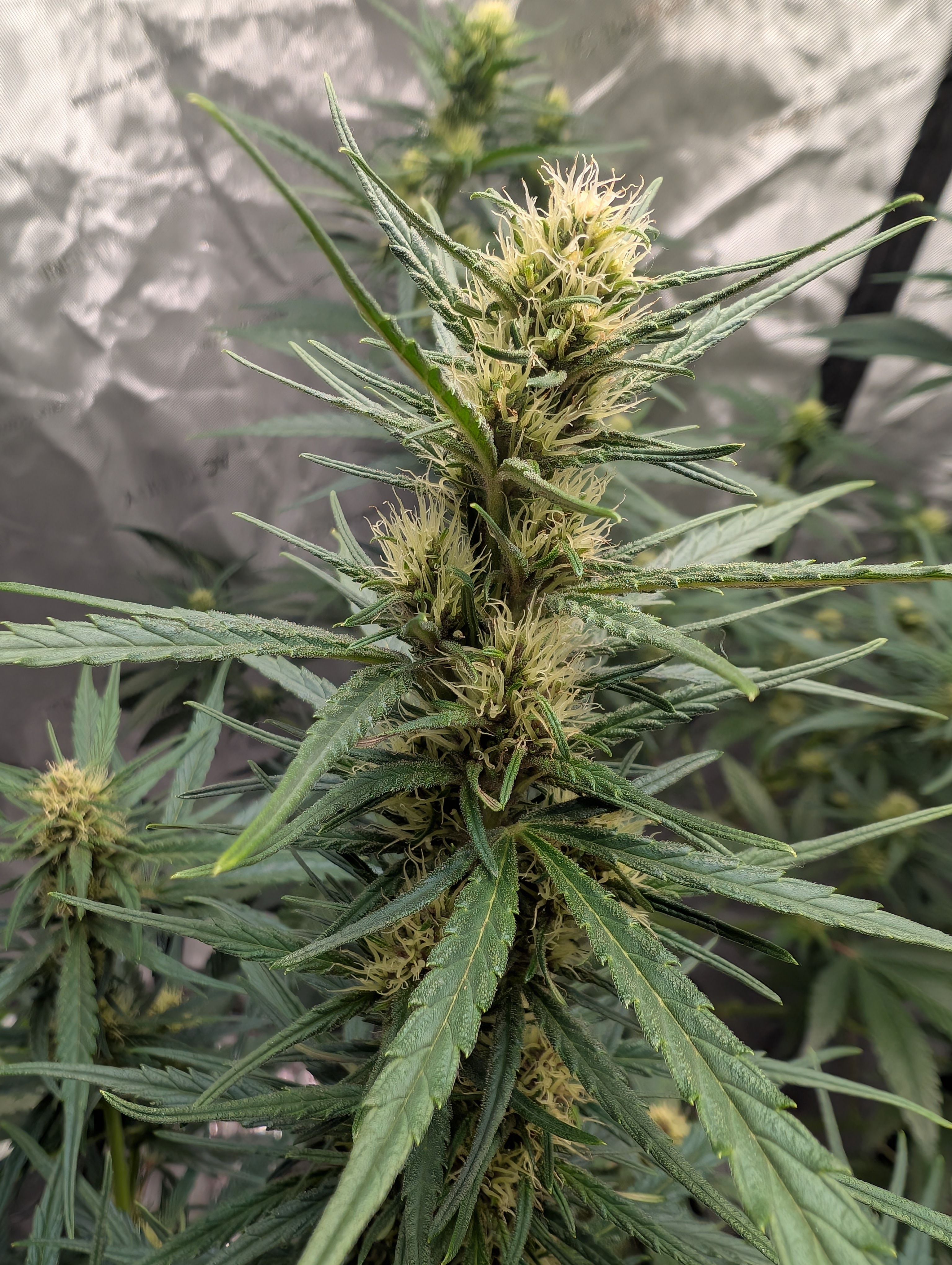 flipped to flower — flower, day 19