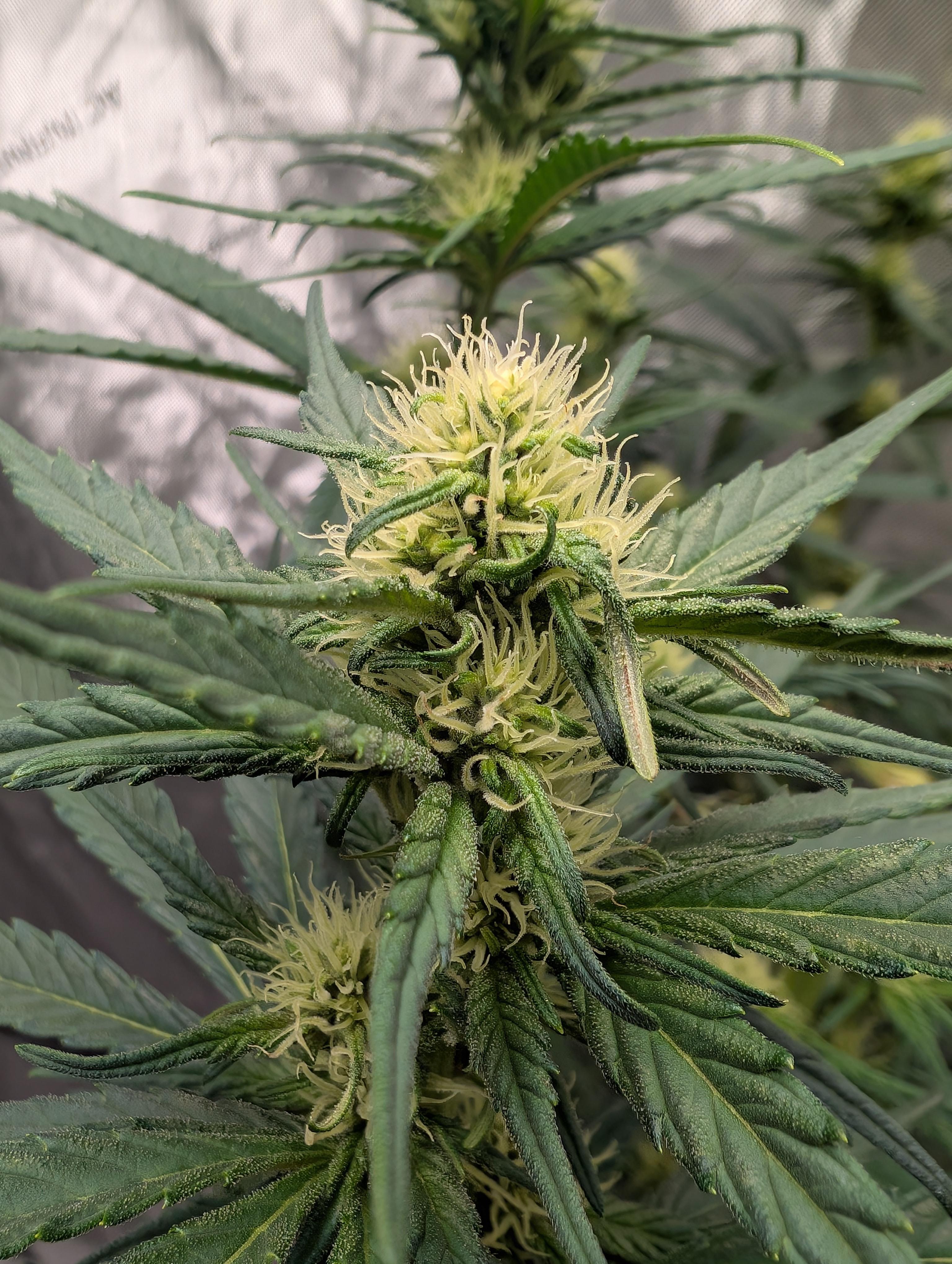 flipped to flower — flower, day 19