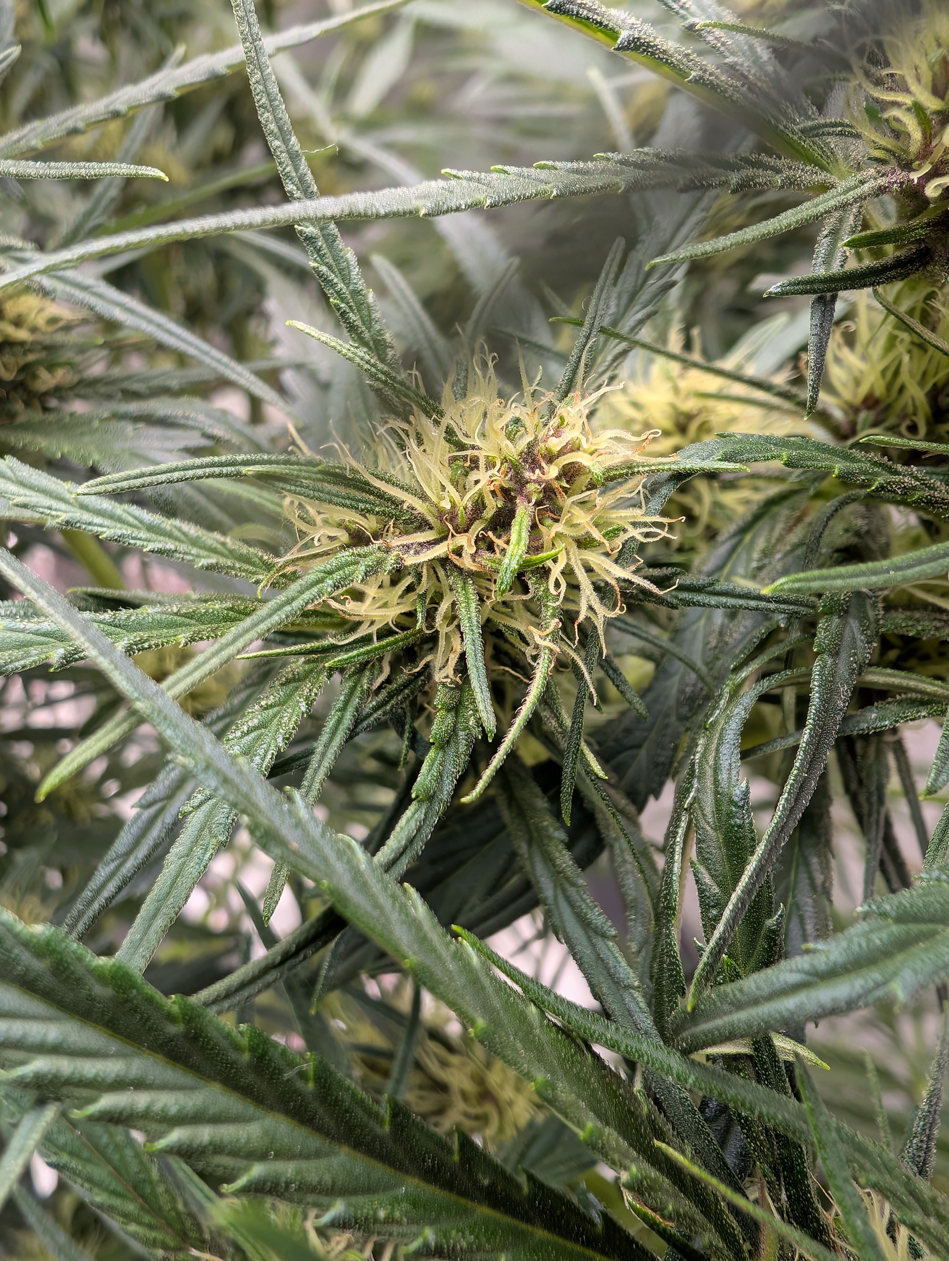 flipped to flower — flower, day 19