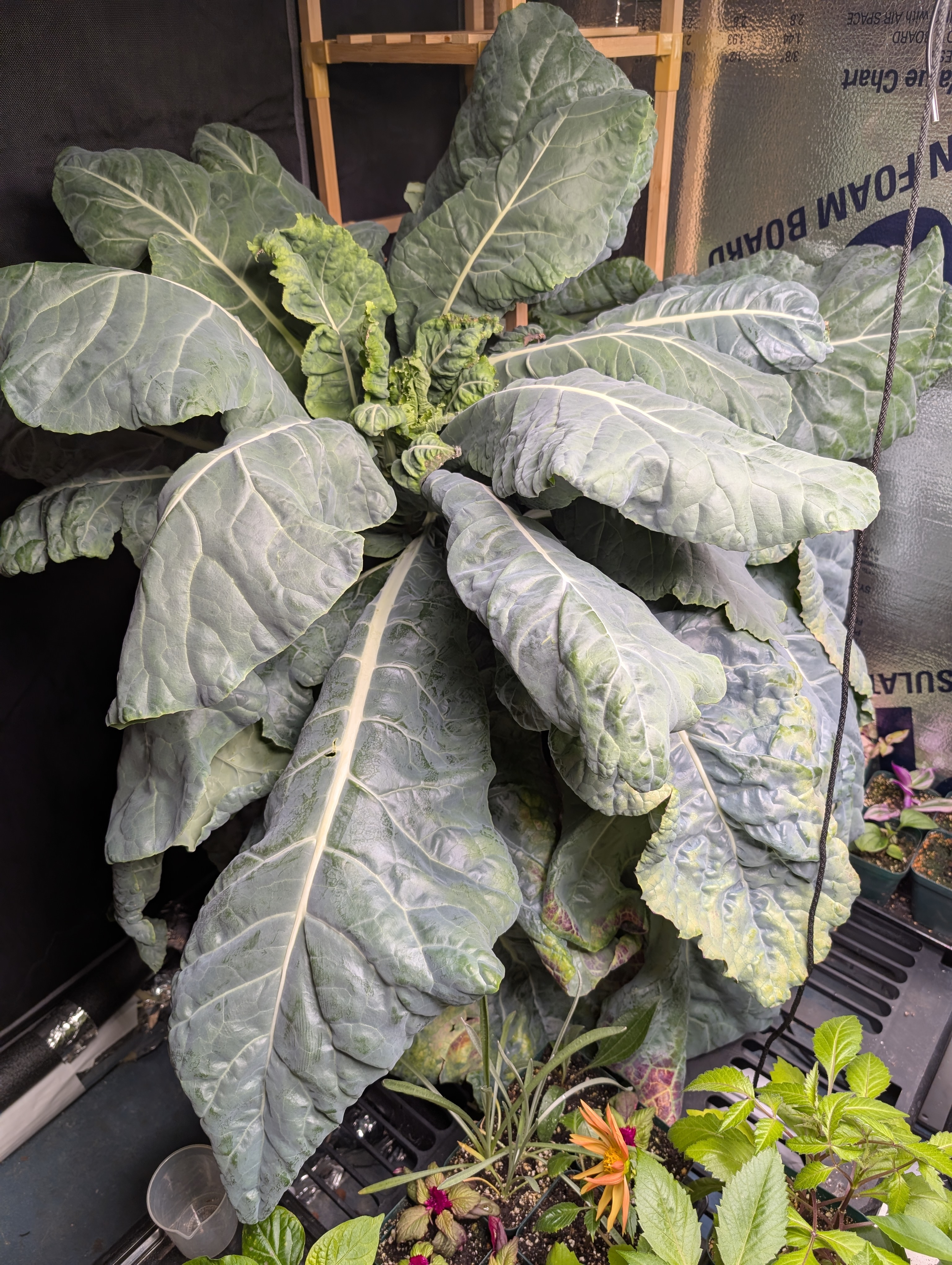 See what grows — vegetative, day 37