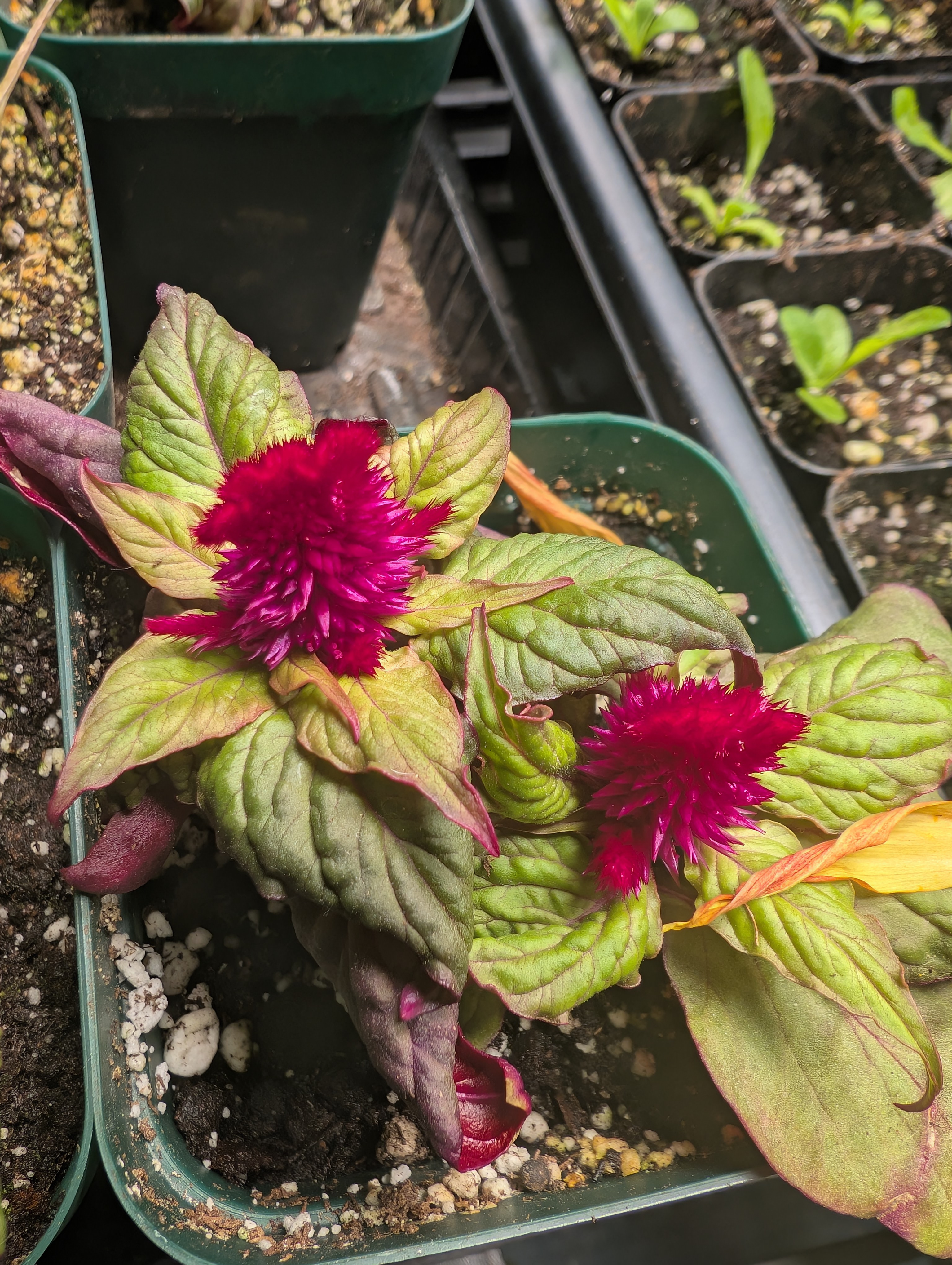 See what grows — vegetative, day 40