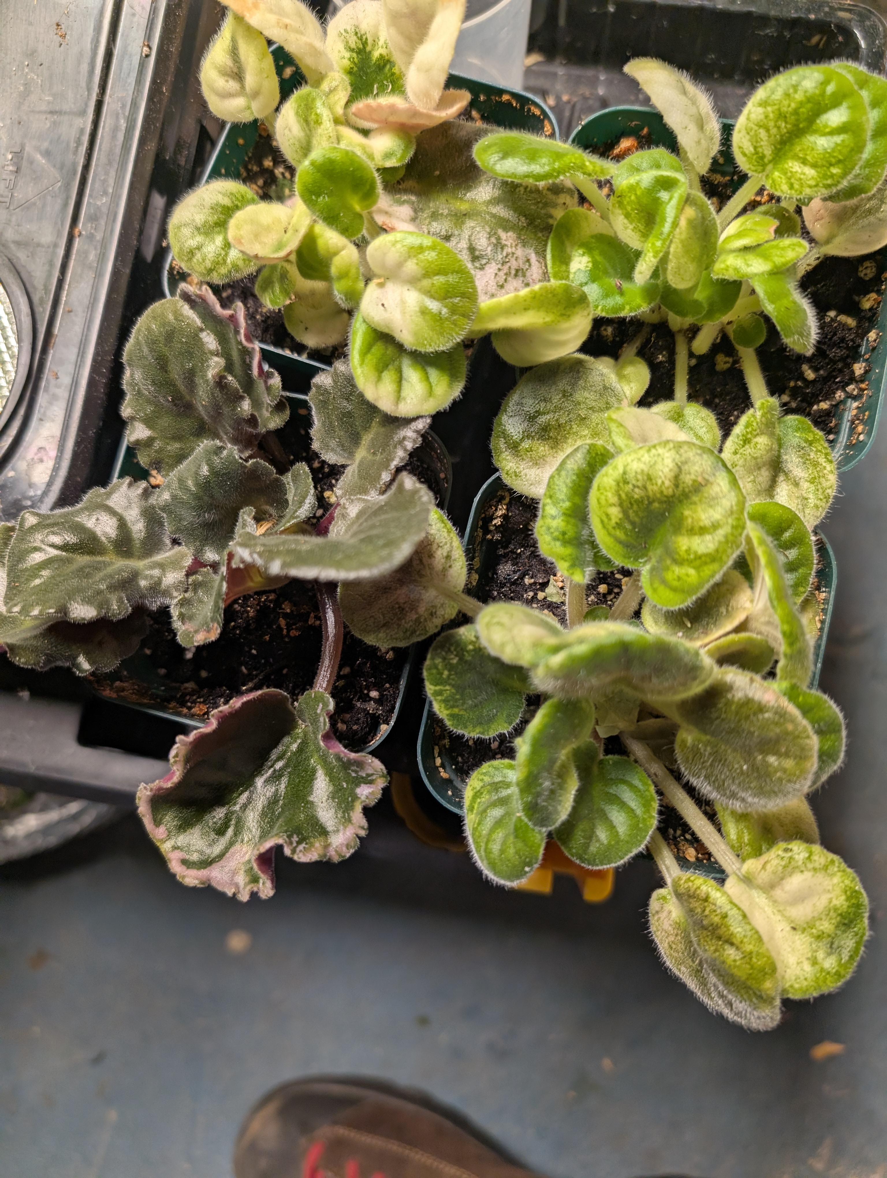 See what grows — vegetative, day 40