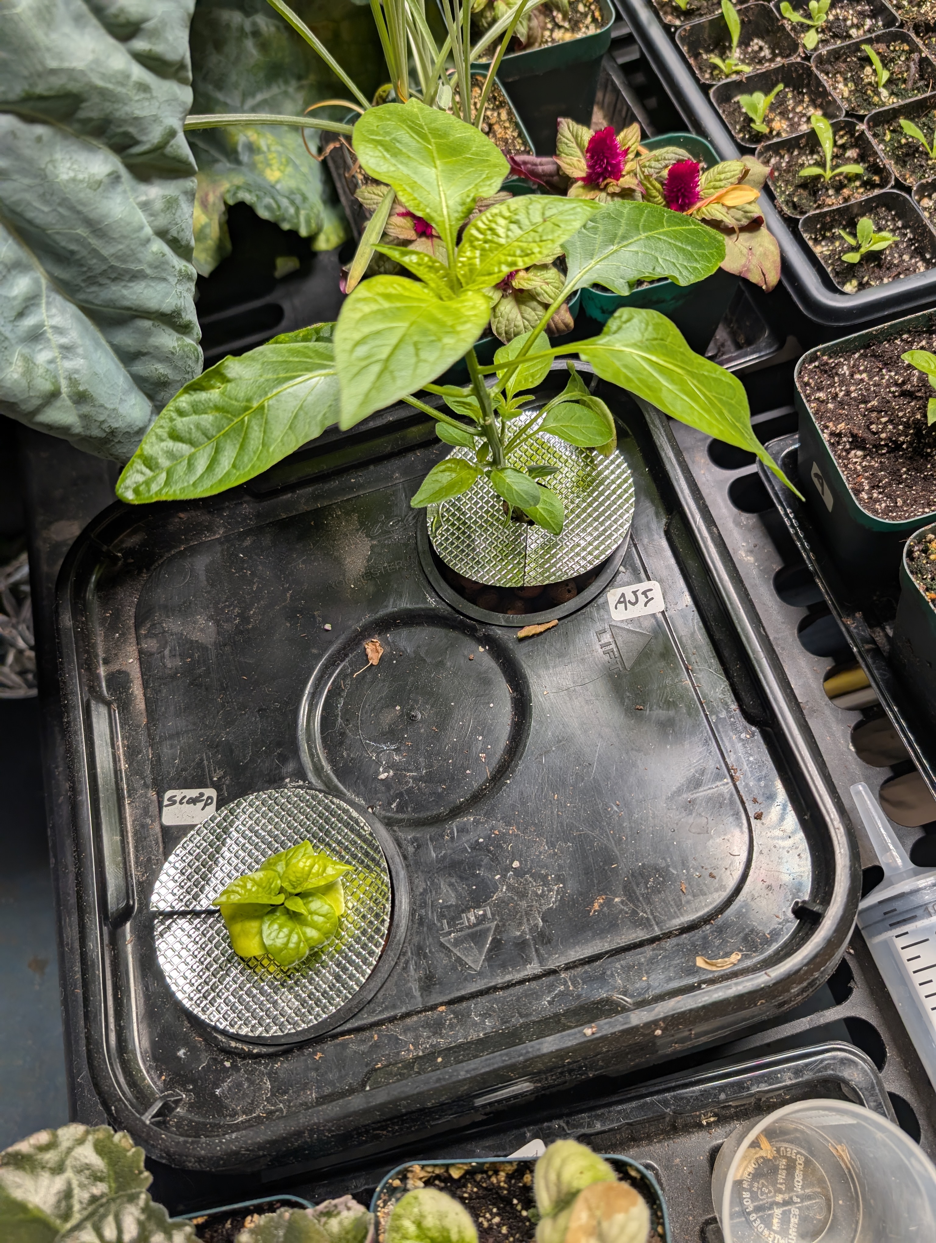 See what grows — vegetative, day 40