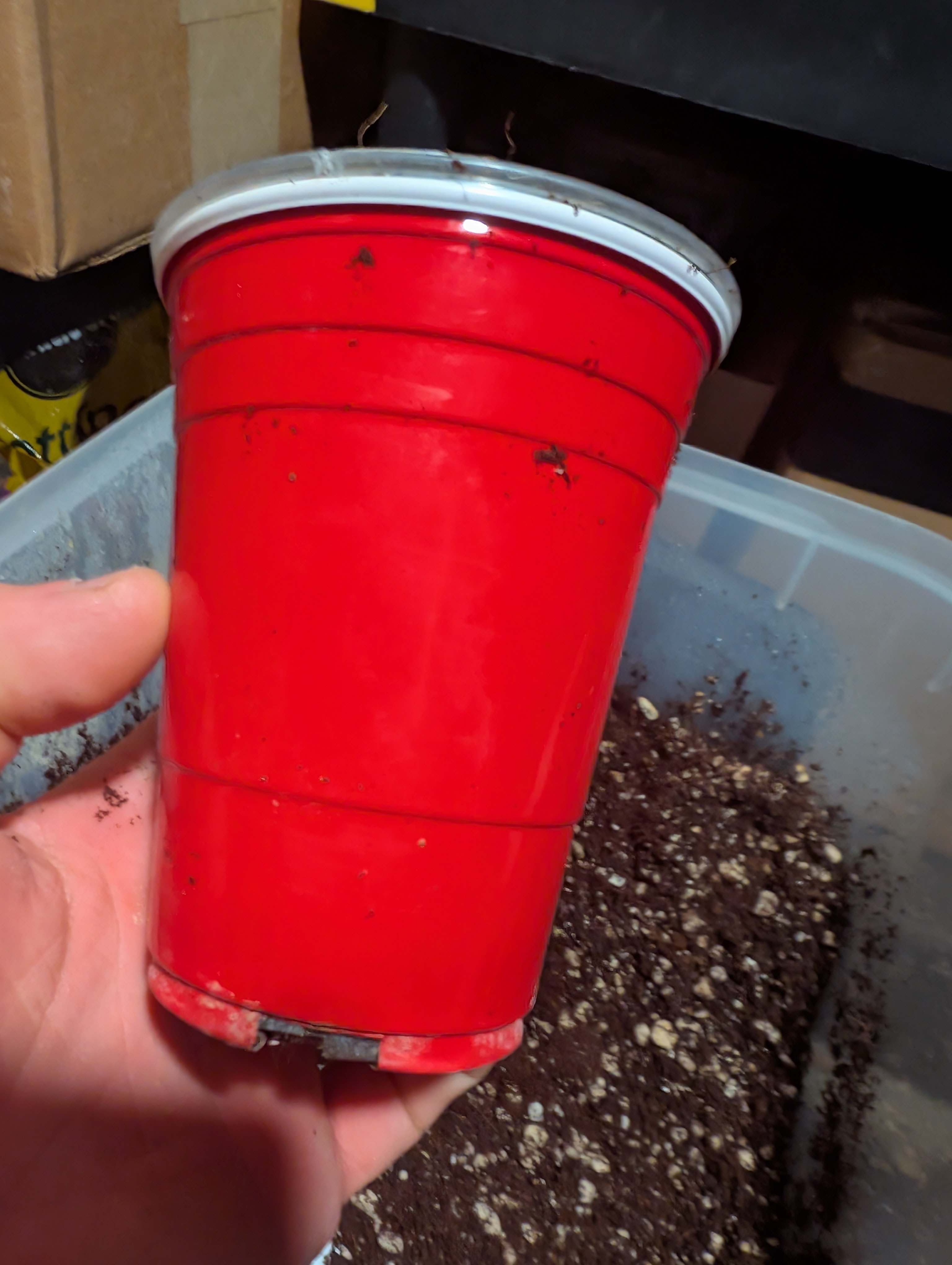 flipped to flower — flower, day 22