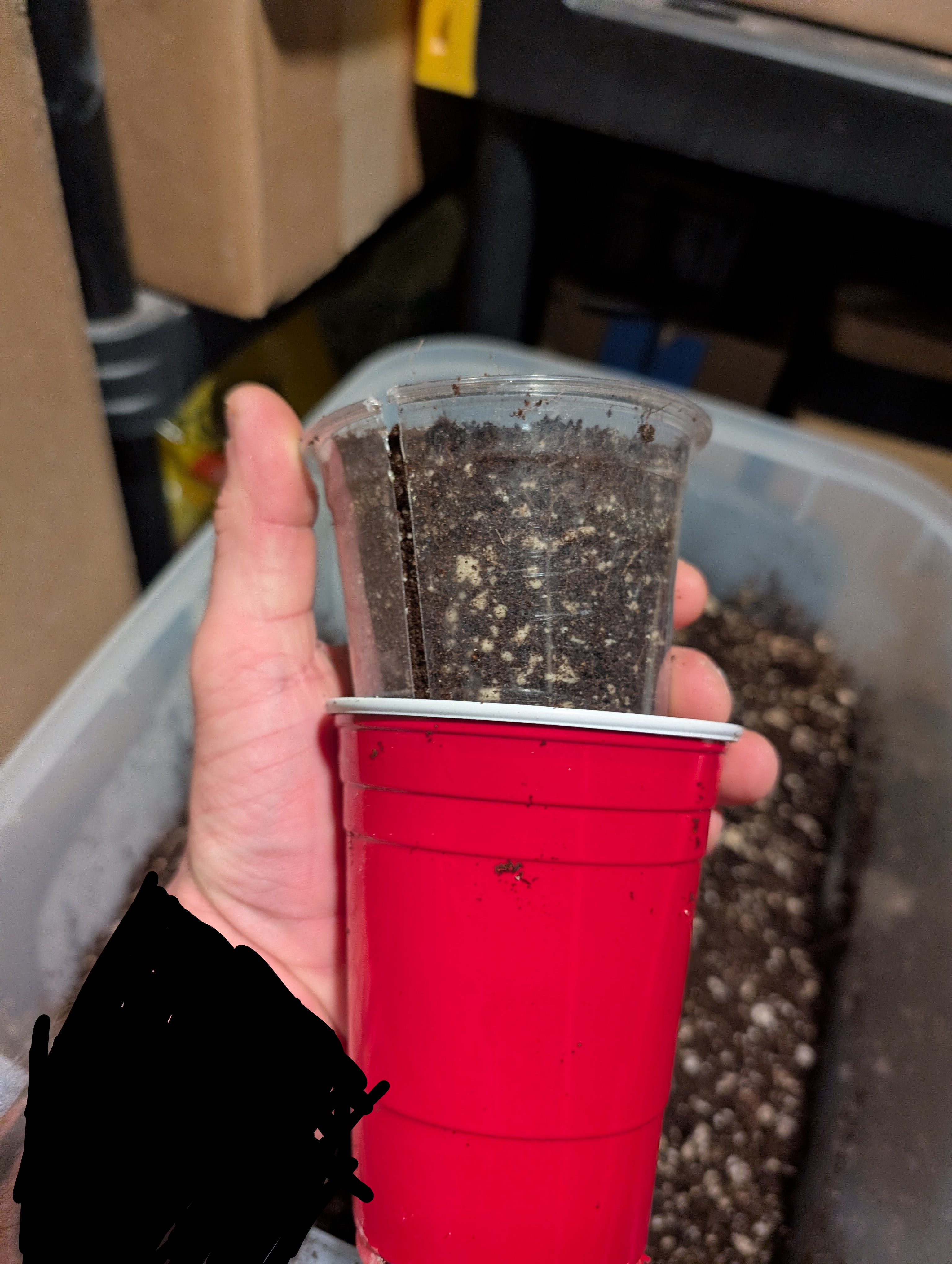 flipped to flower — flower, day 22