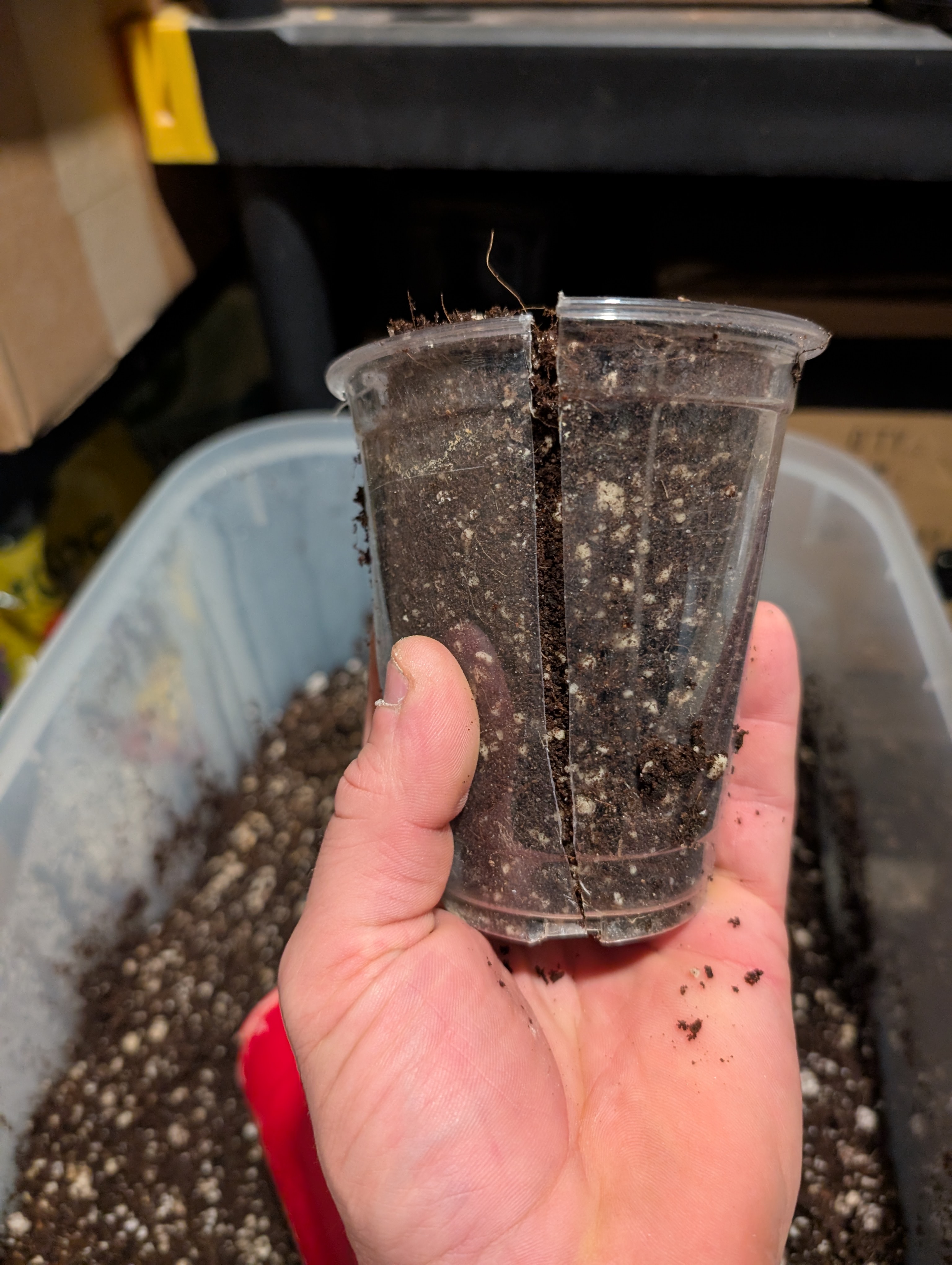 flipped to flower — flower, day 22