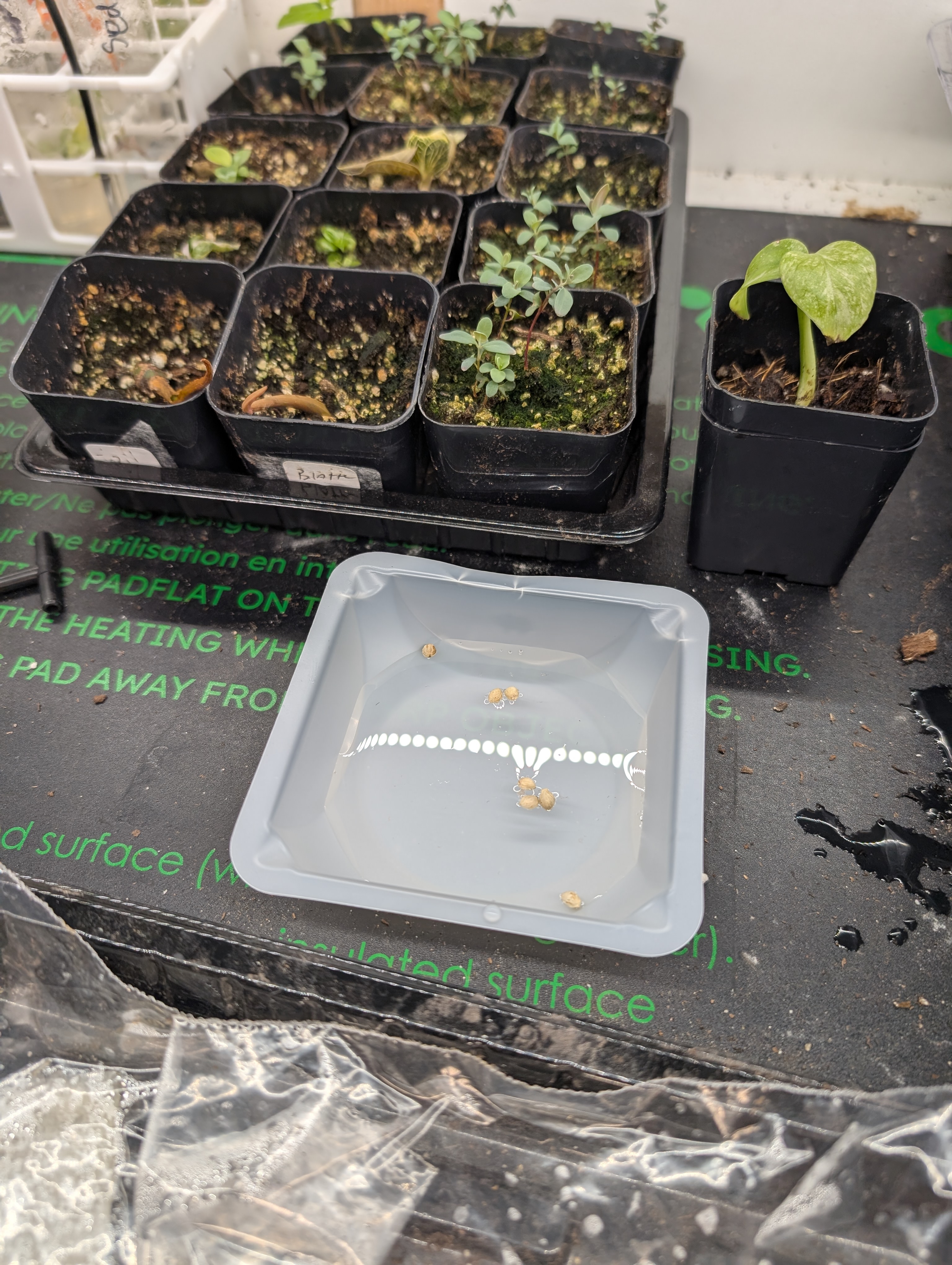 outdoor — germination, day 1