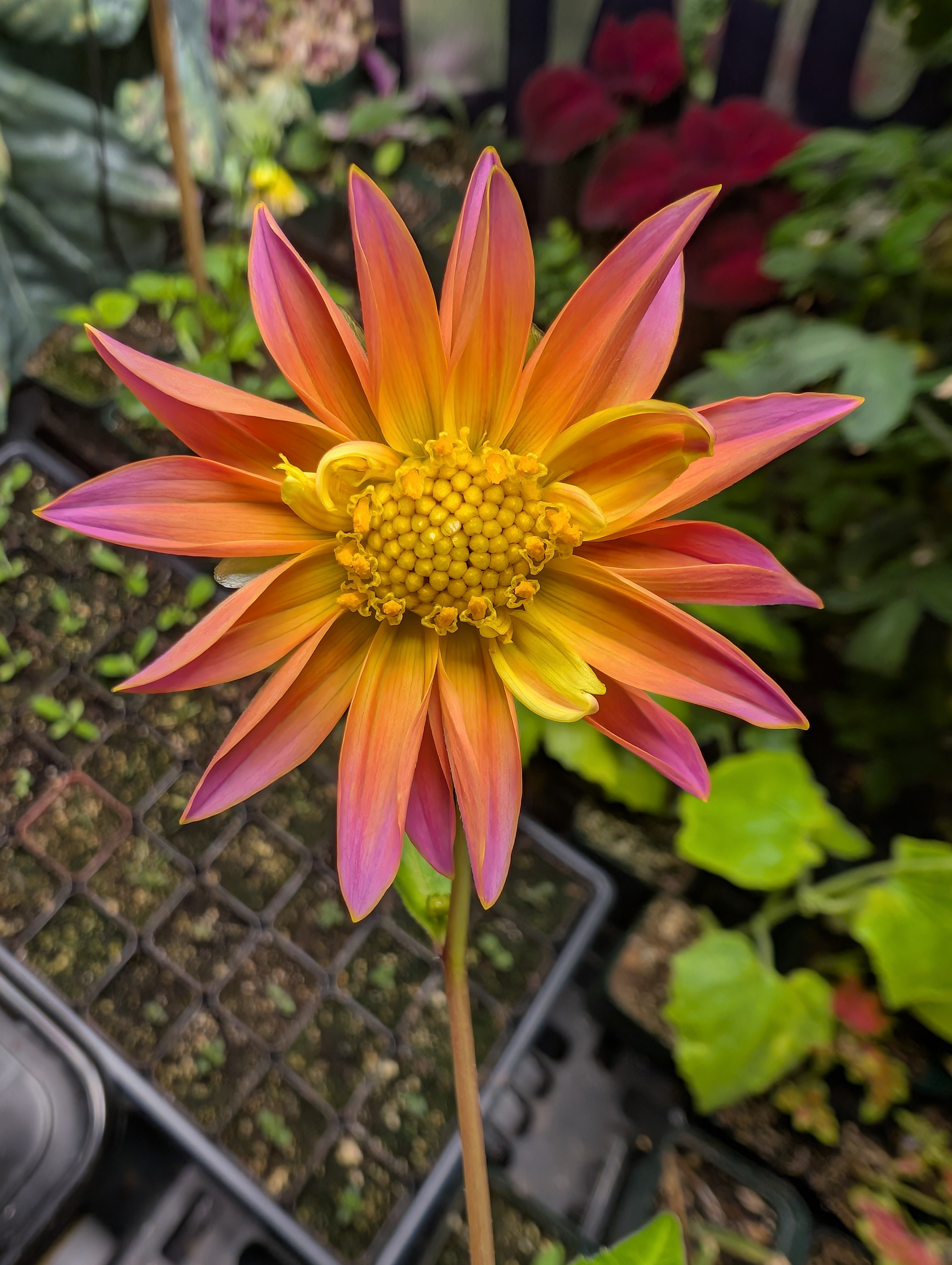 See what grows — vegetative, day 43