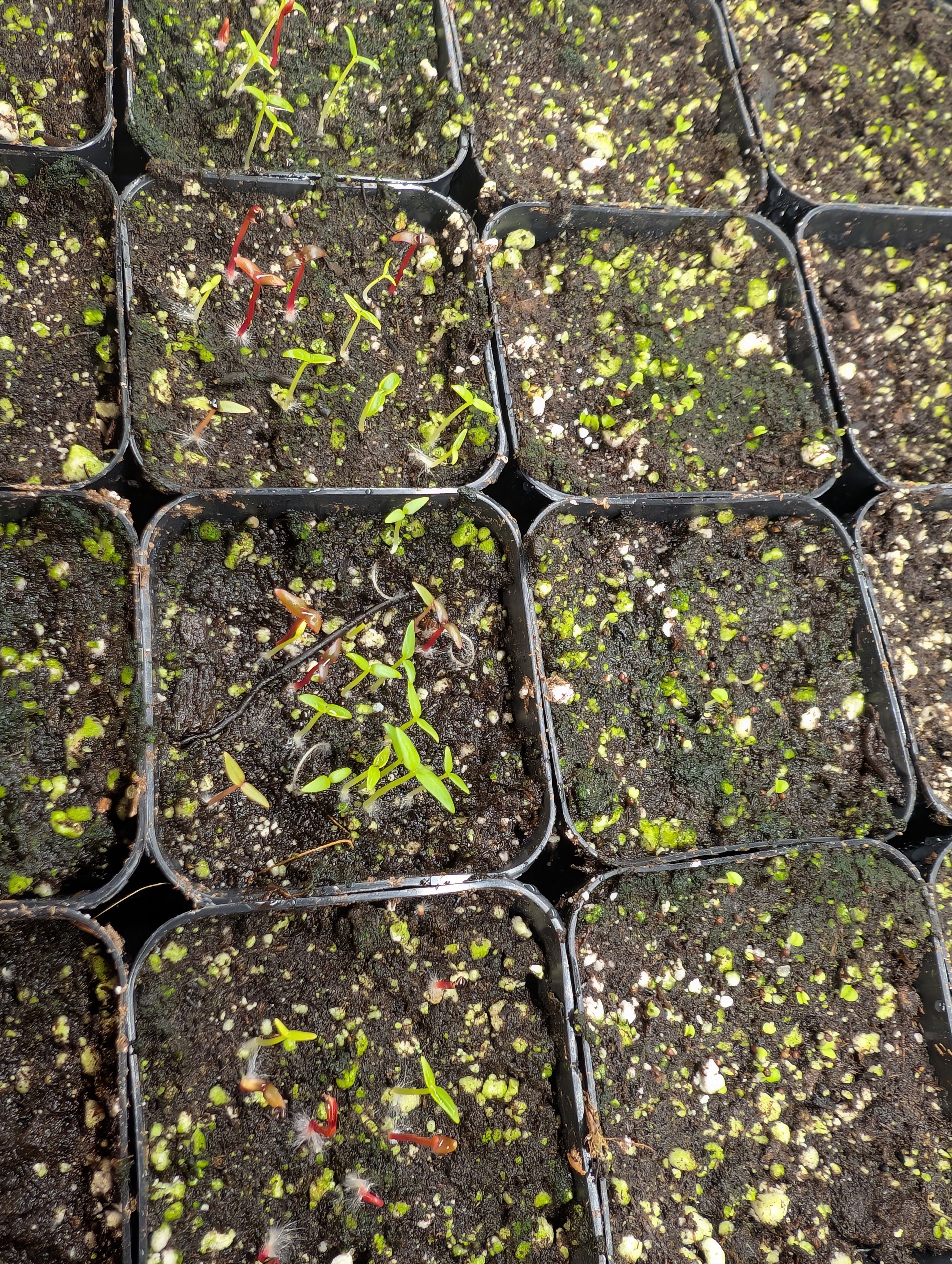 See what grows — vegetative, day 43