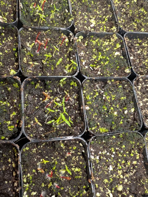See what grows — vegetative, day 43