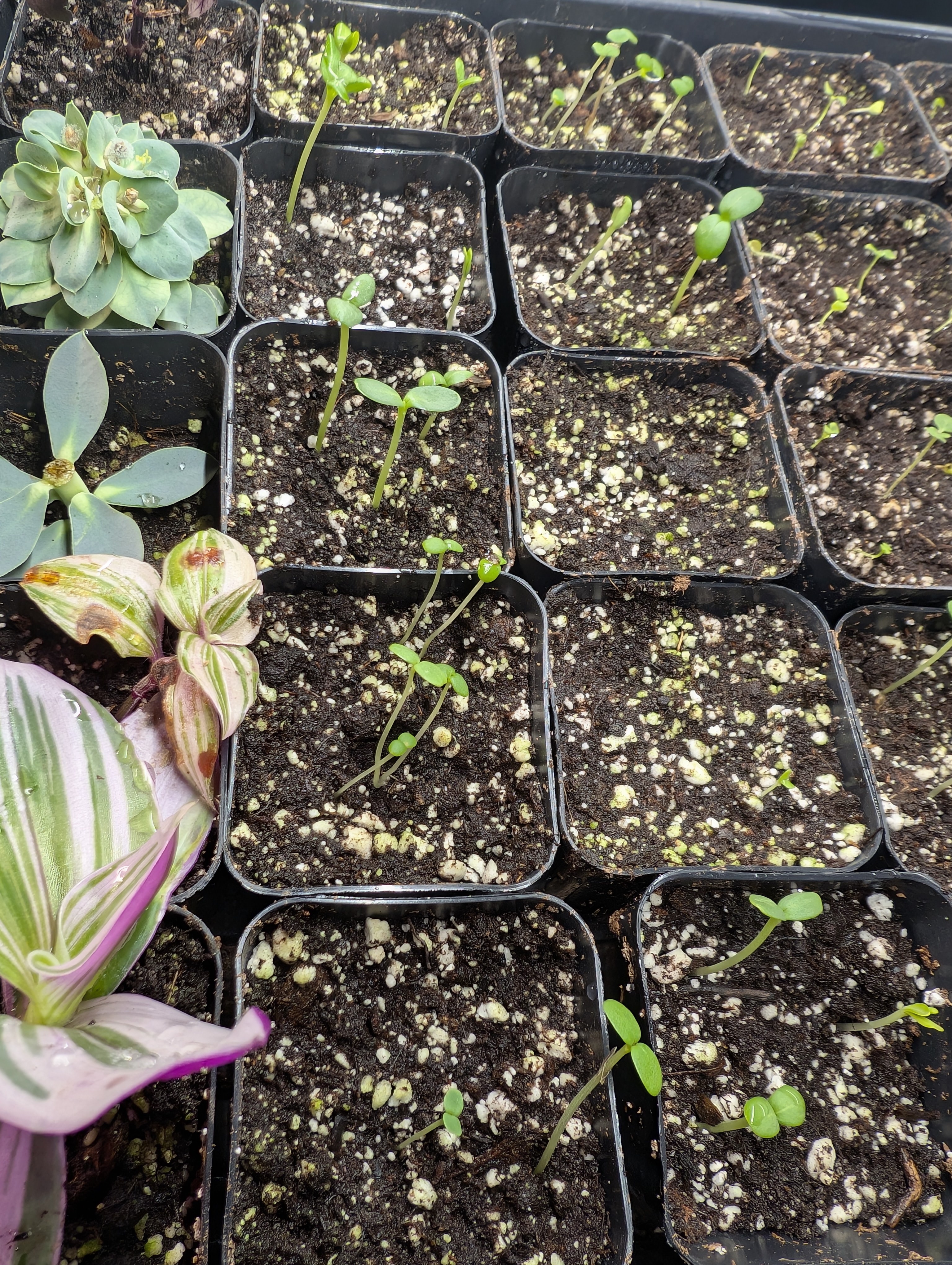 See what grows — vegetative, day 43