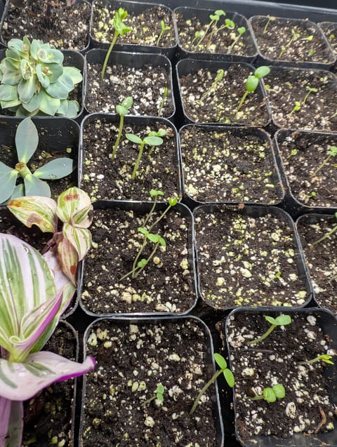 See what grows — vegetative, day 43