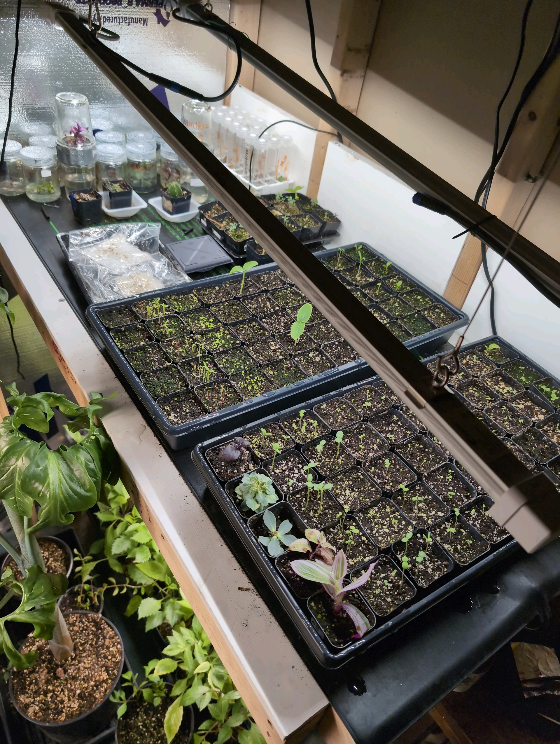 See what grows — vegetative, day 44