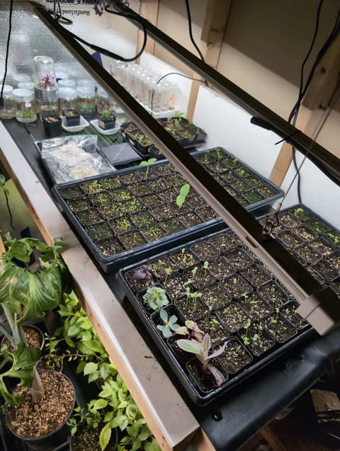 See what grows — vegetative, day 44