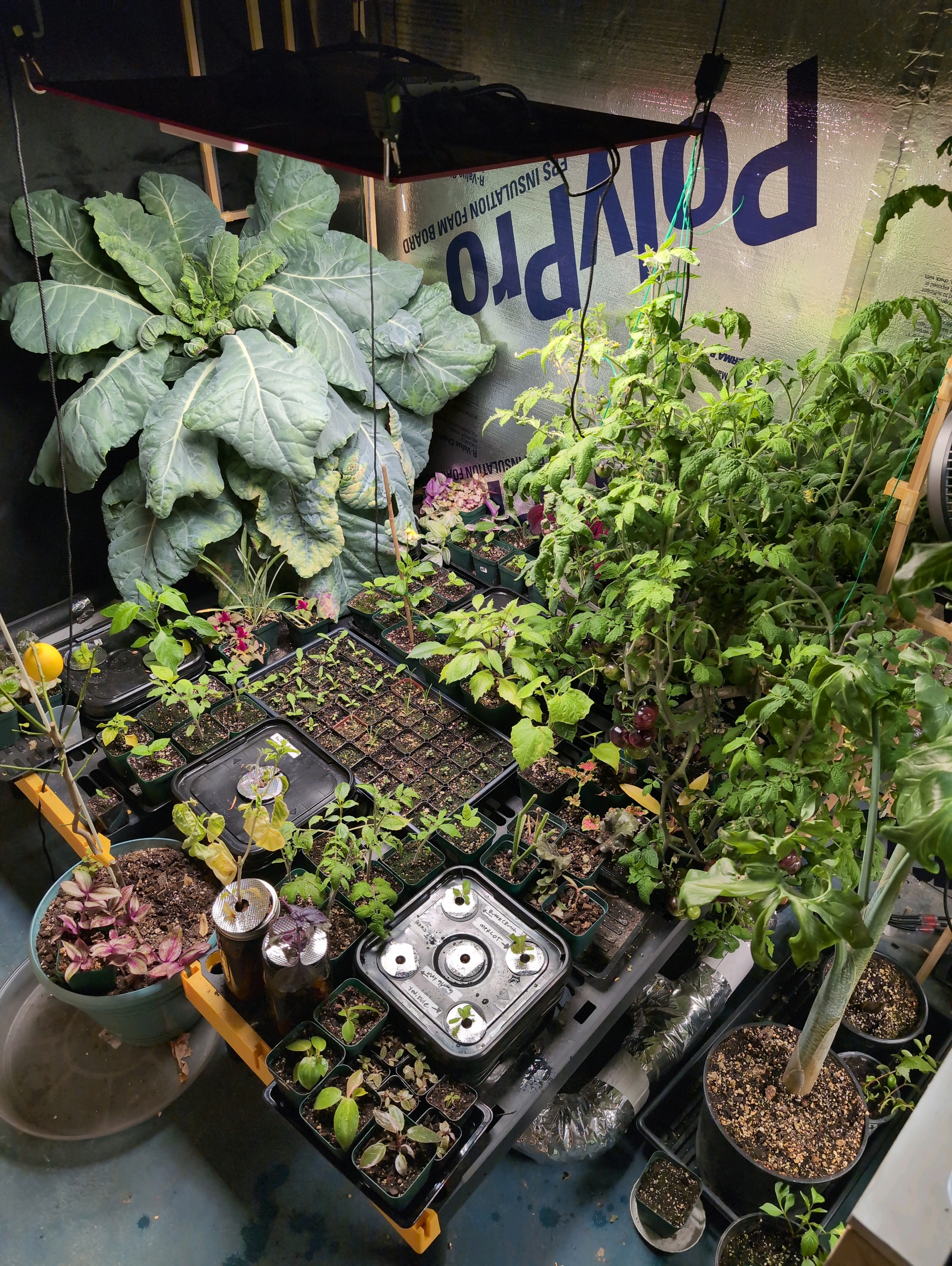 See what grows — vegetative, day 44