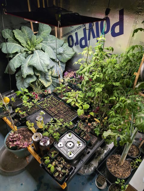 See what grows — vegetative, day 44